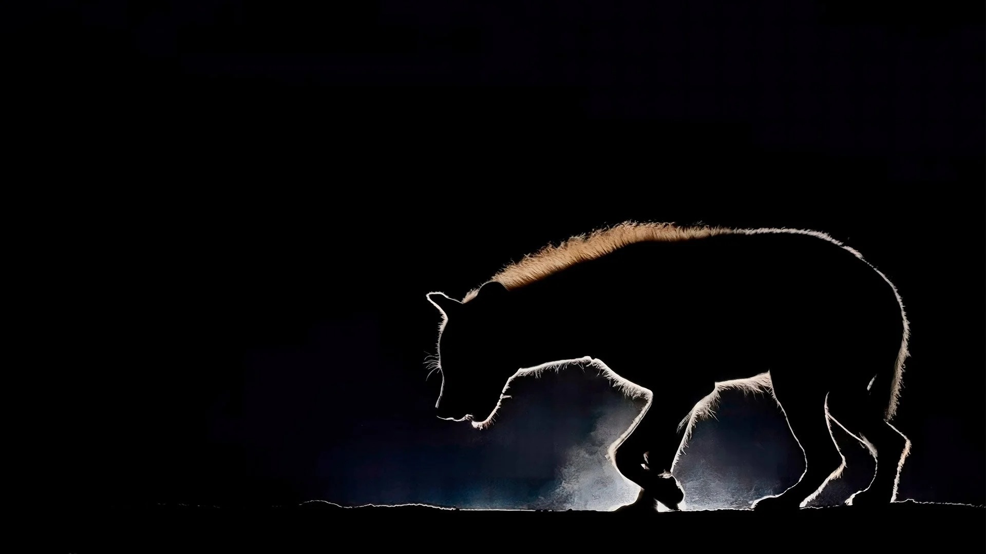 Global-photo-hyena-hero.jpg