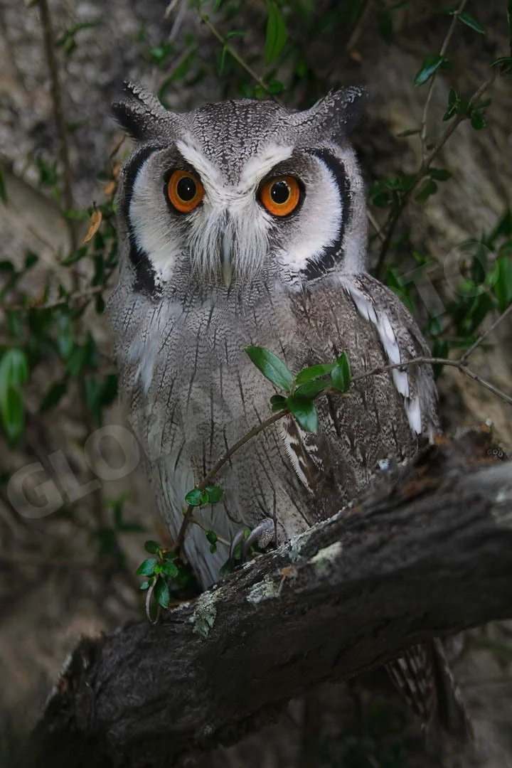 GPI-White-Faced-Owl.jpg