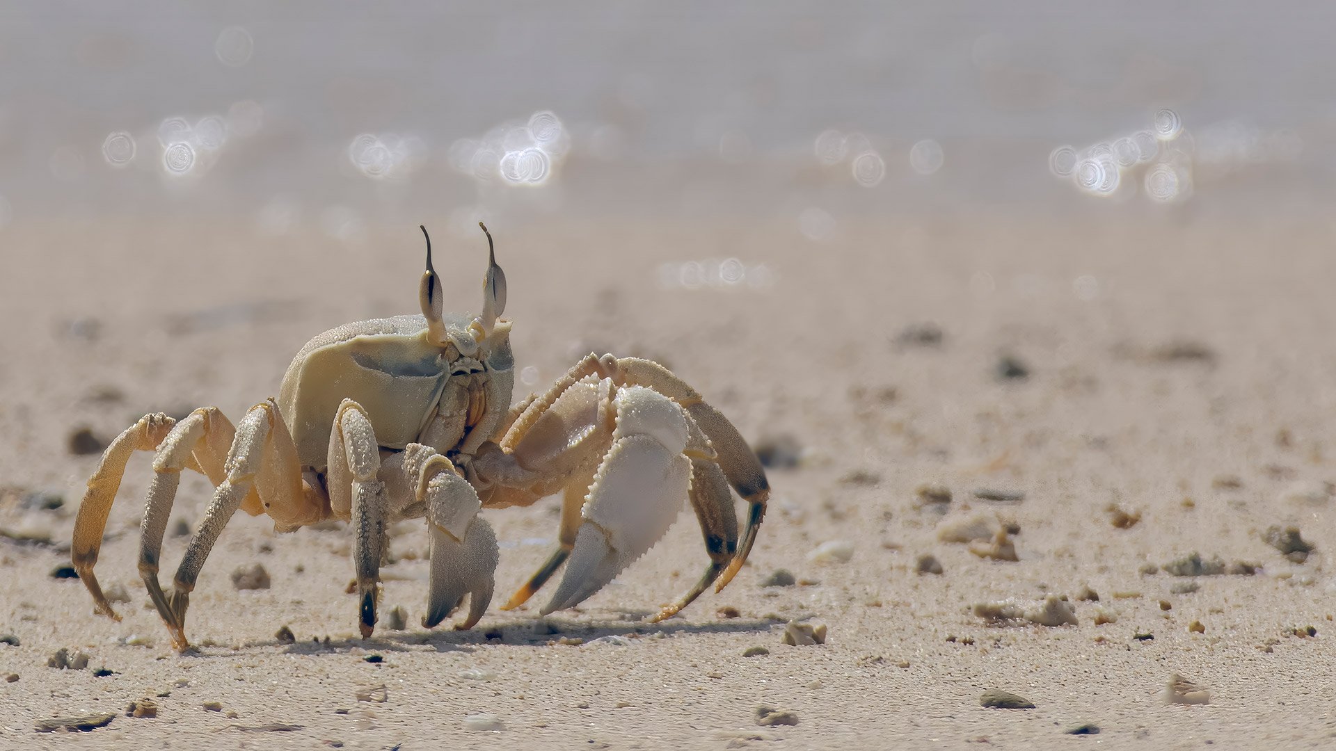 Global-photo-ghost-crab-hero.jpg
