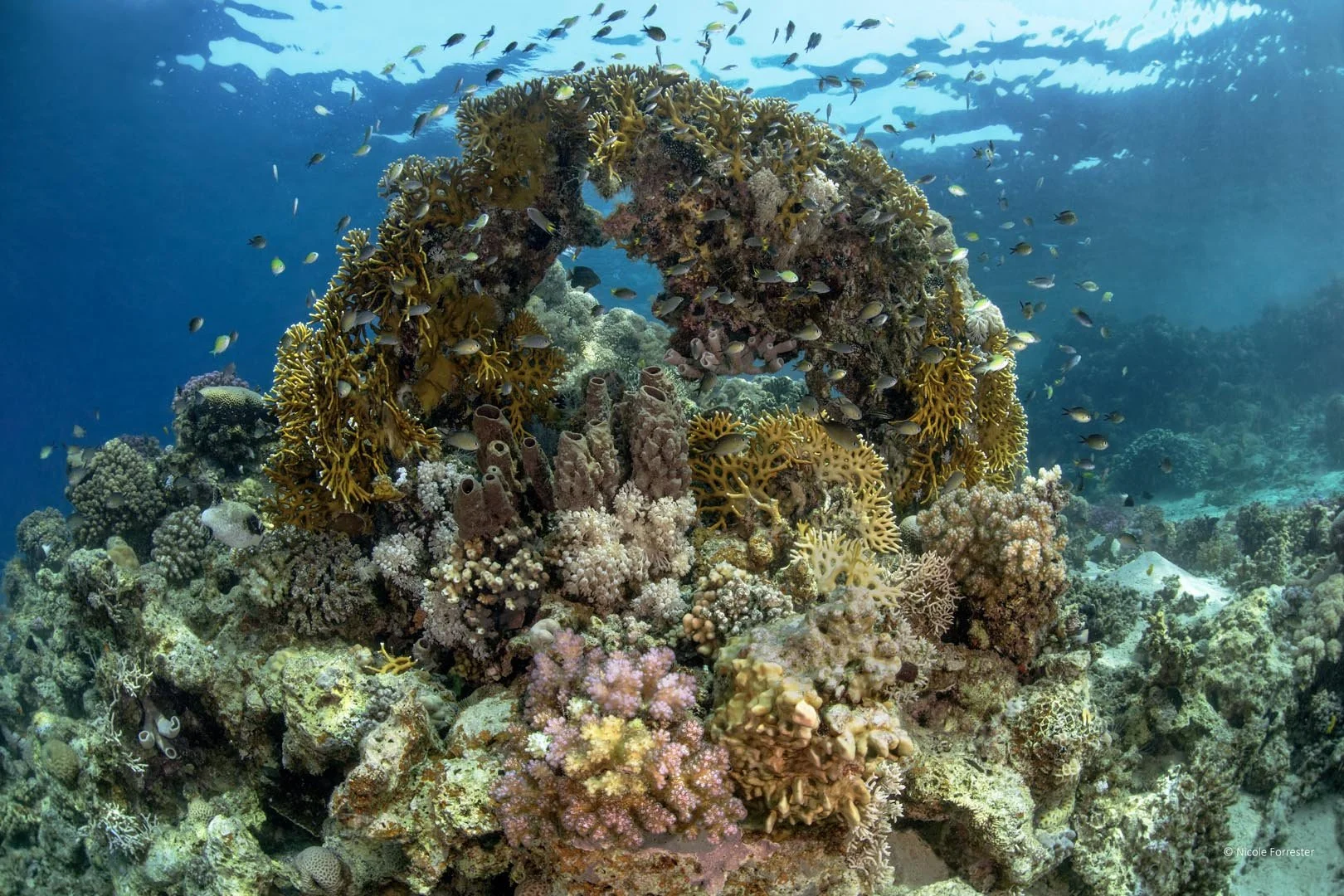 Global Photo International_Coral Archway.jpg