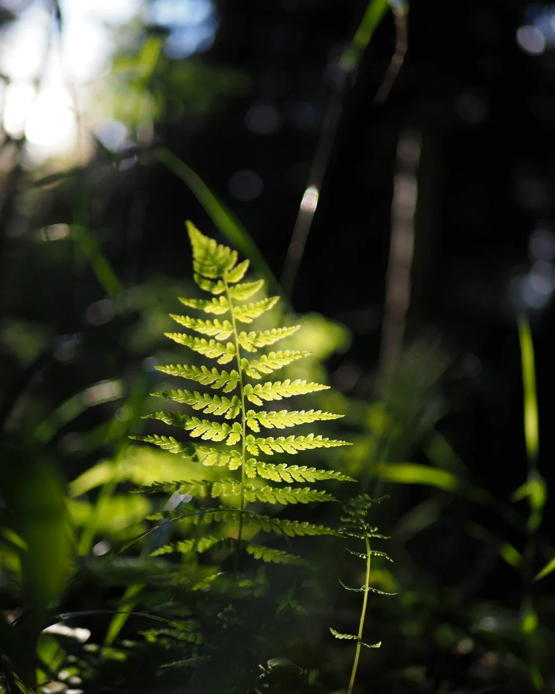 When nature has prepared you a unique gift. You have that one moment of light to receive and capture it.

#forest #photography #mets&auml; #valokuvaus #light