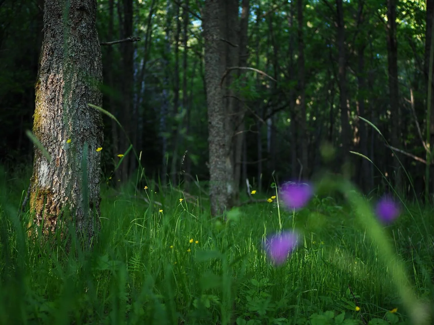 Midsummer, quiet forest and some treasures&hellip;✨🌼

#photographer #photography #valokuvaus #luontokuvaus #flowers