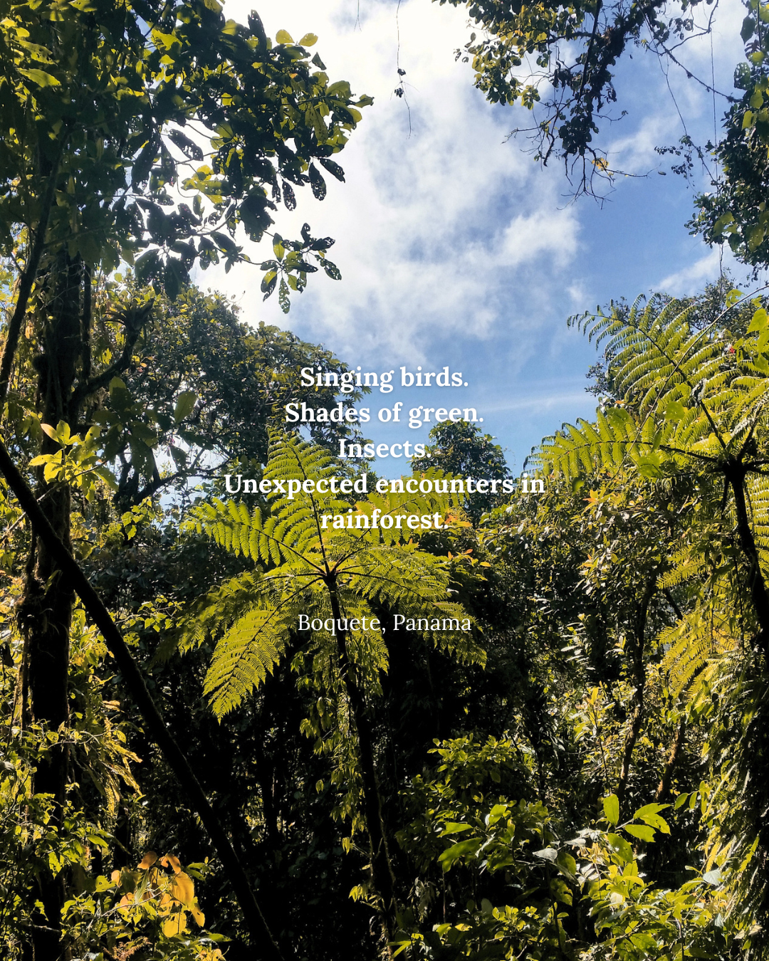 jungle.png