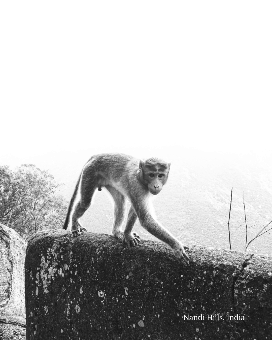 nandi.png
