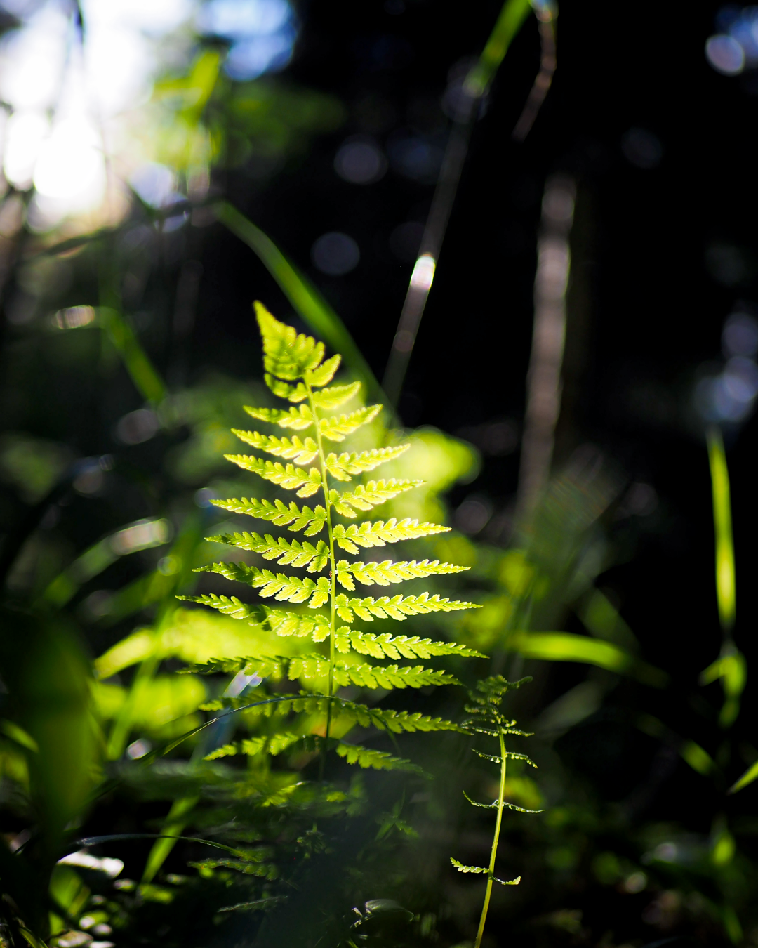 plant_1.png