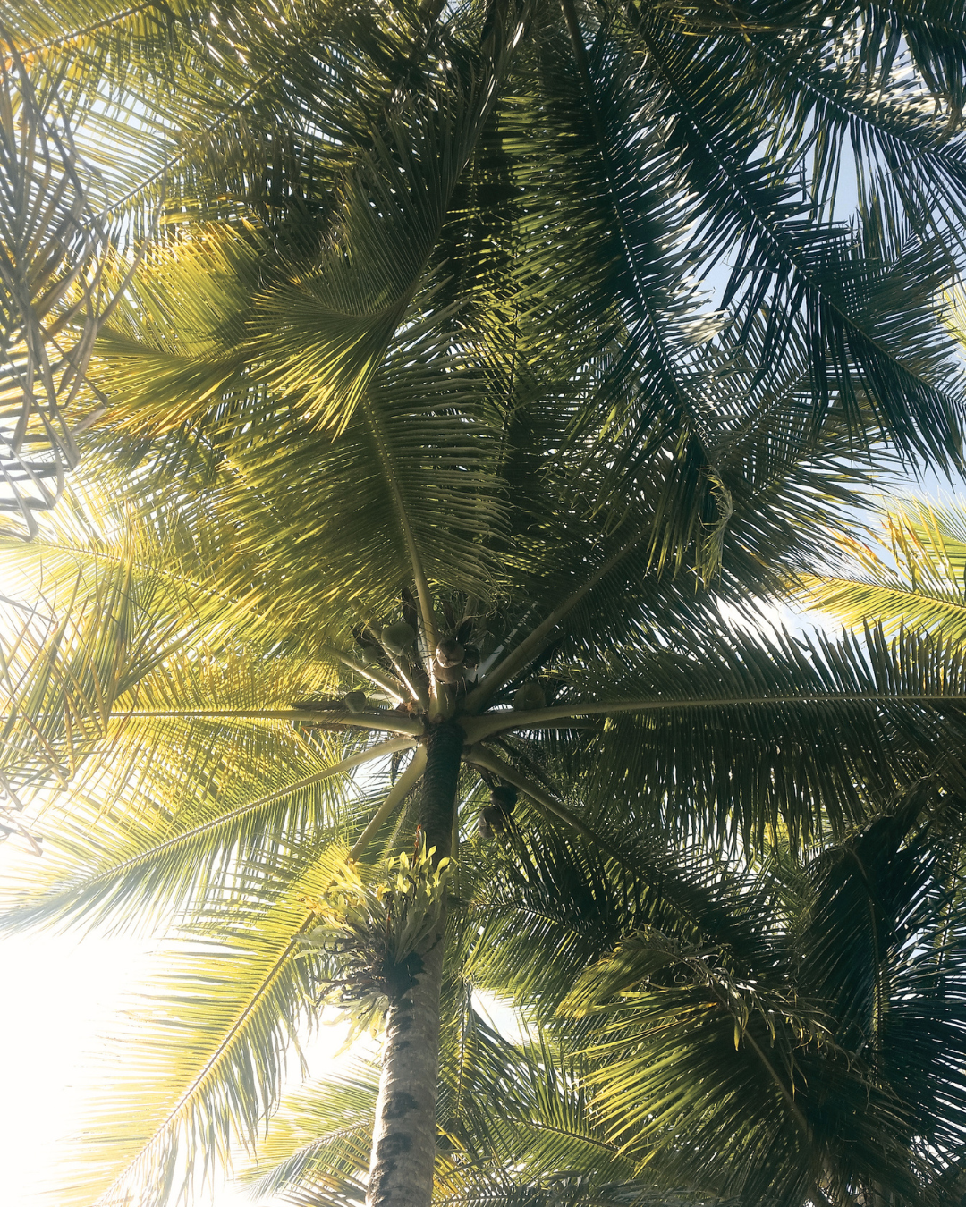palmtrees.png