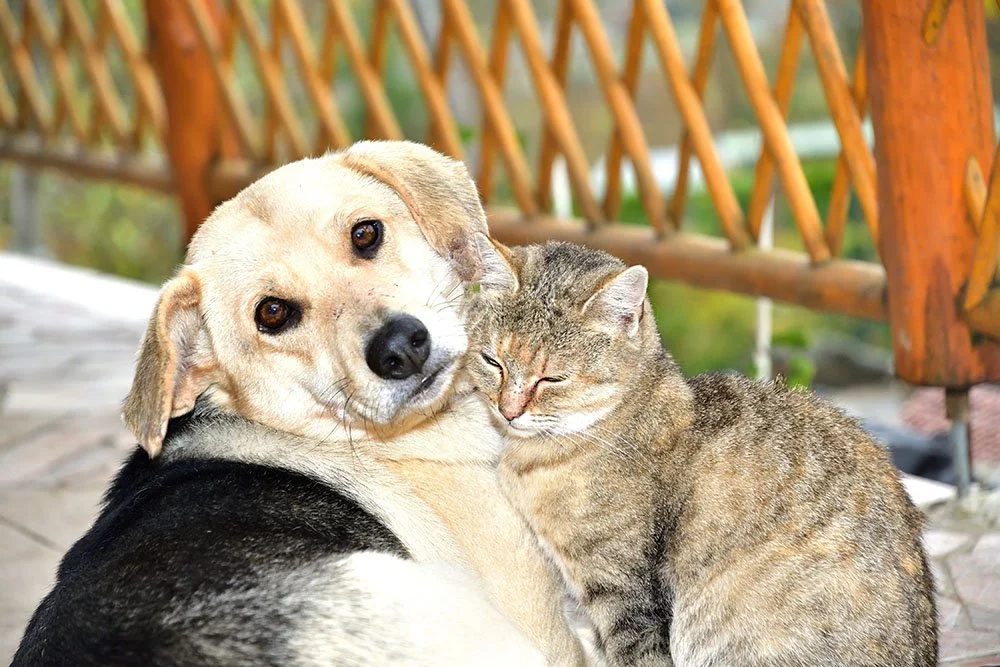 Community Impact Investment Portfolio: Animal Welfare & Wildlife