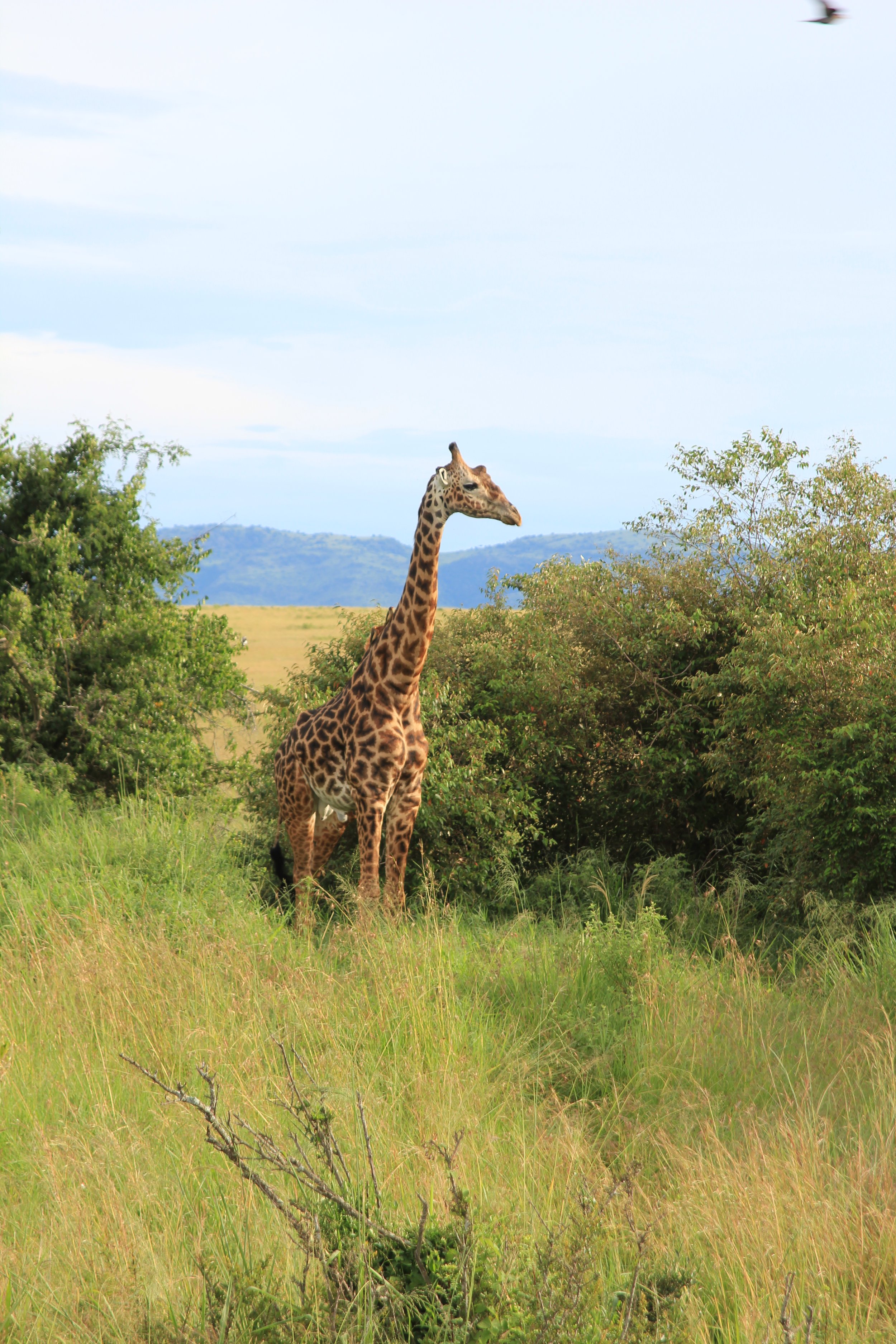 A giraffe standing among tall green grass and bushes in a savanna landscape with mountains in the background and blue sky above.