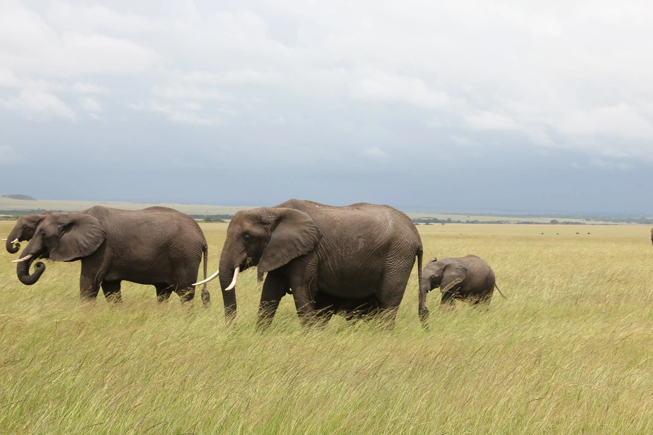 A herd of elephants walking across a grassy plain under a cloudy sky.
