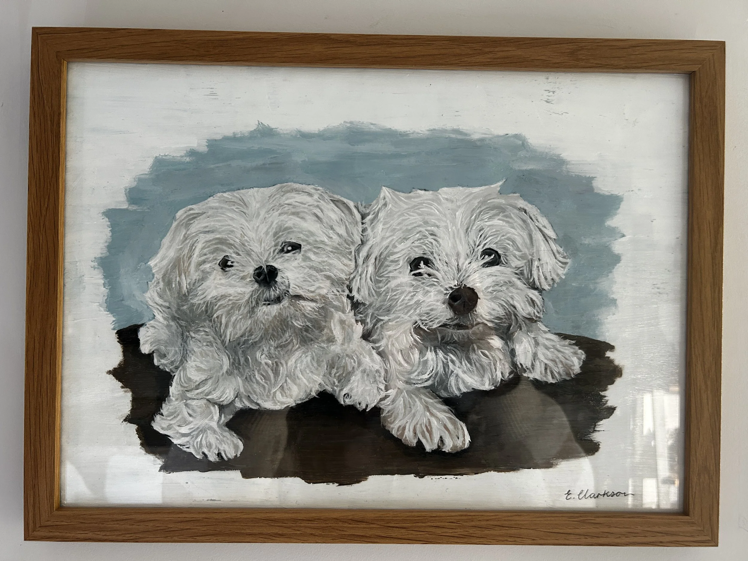 Pet Portraits