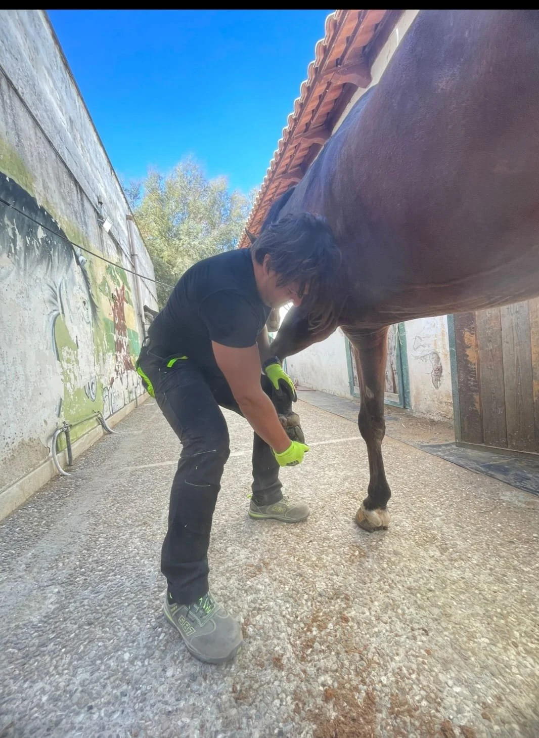 Un uomo con guanti gialli si prende cura di un cavallo nel box, sotto un cielo blu.
