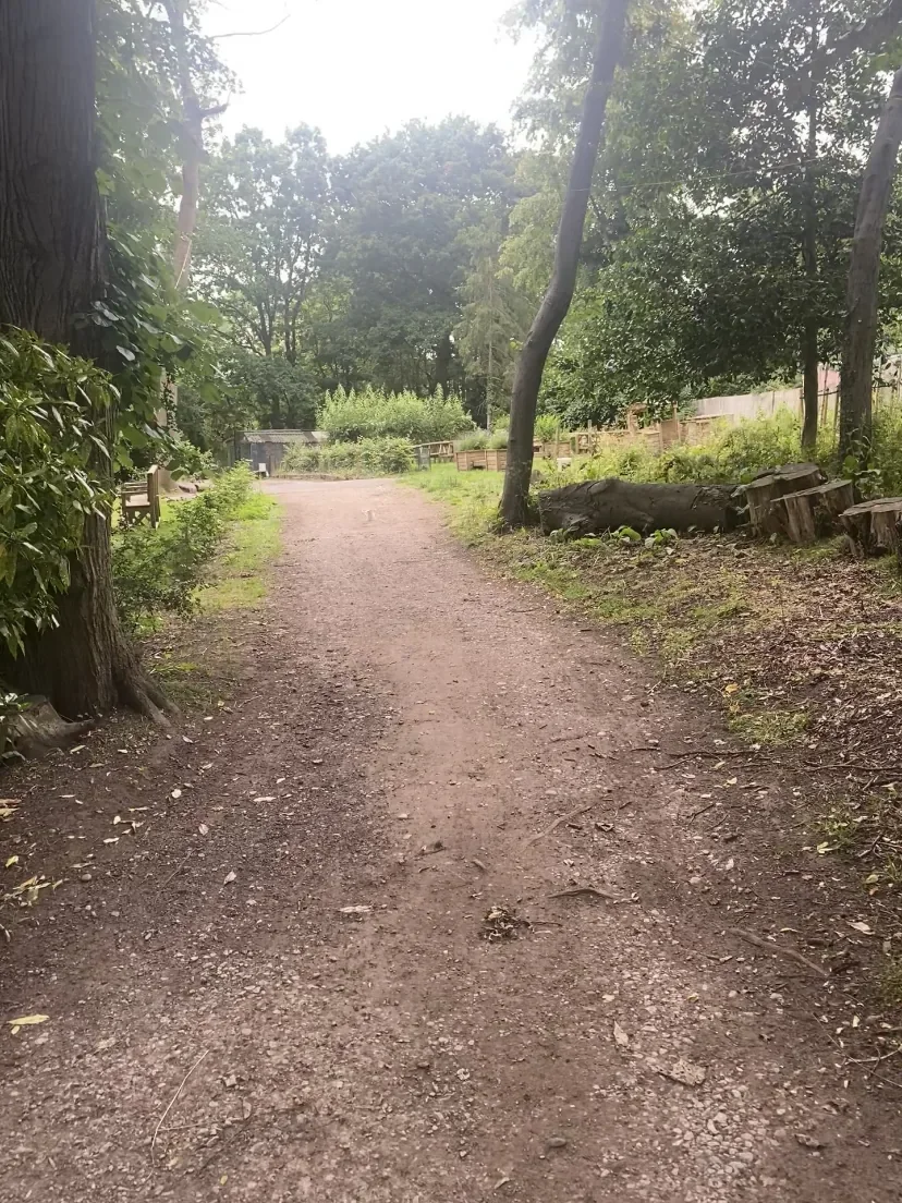 A quiet woodland path surrounded by trees and greenery