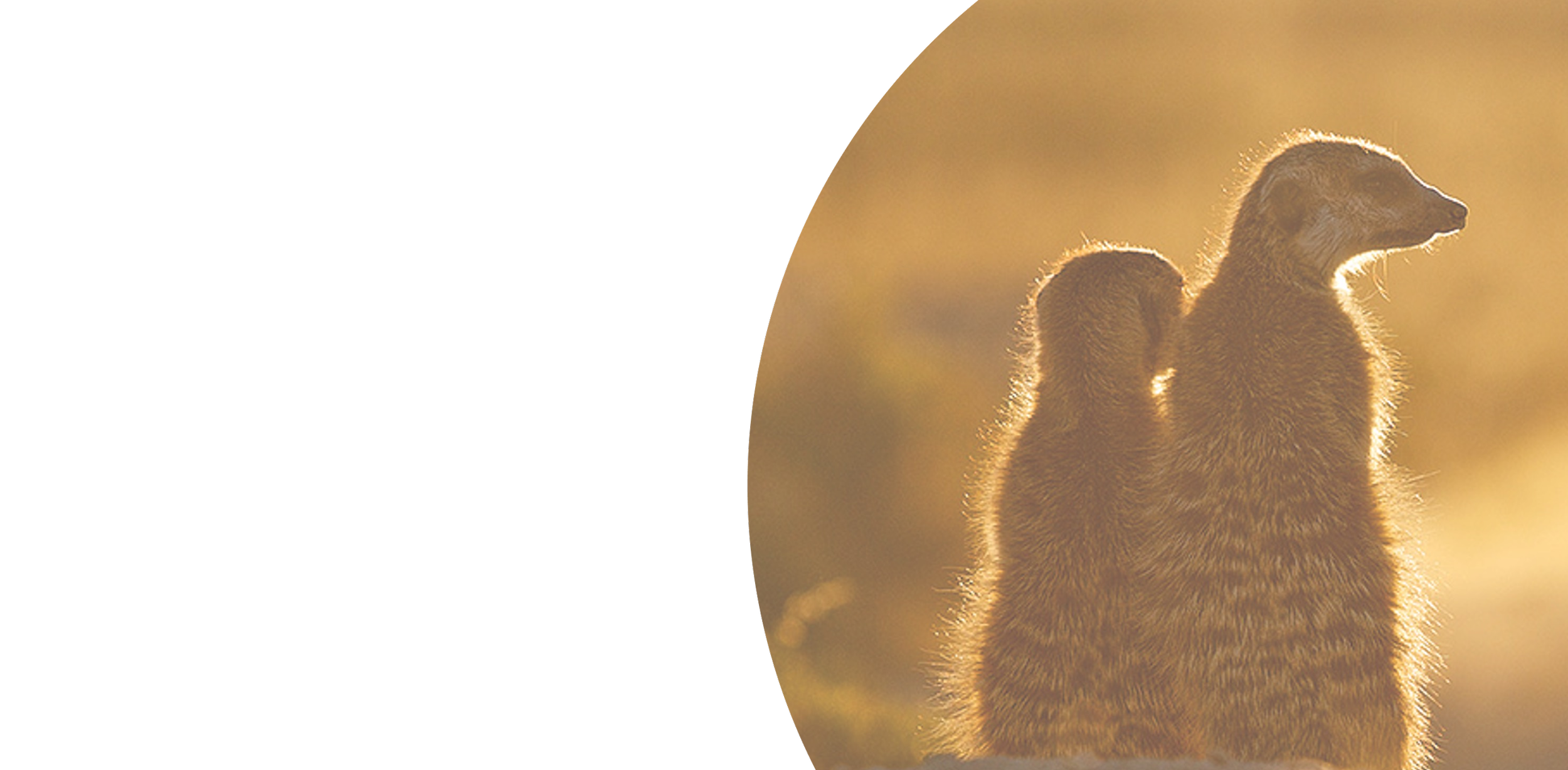 A meerkat standing upright on a sunny day with a blurred background.