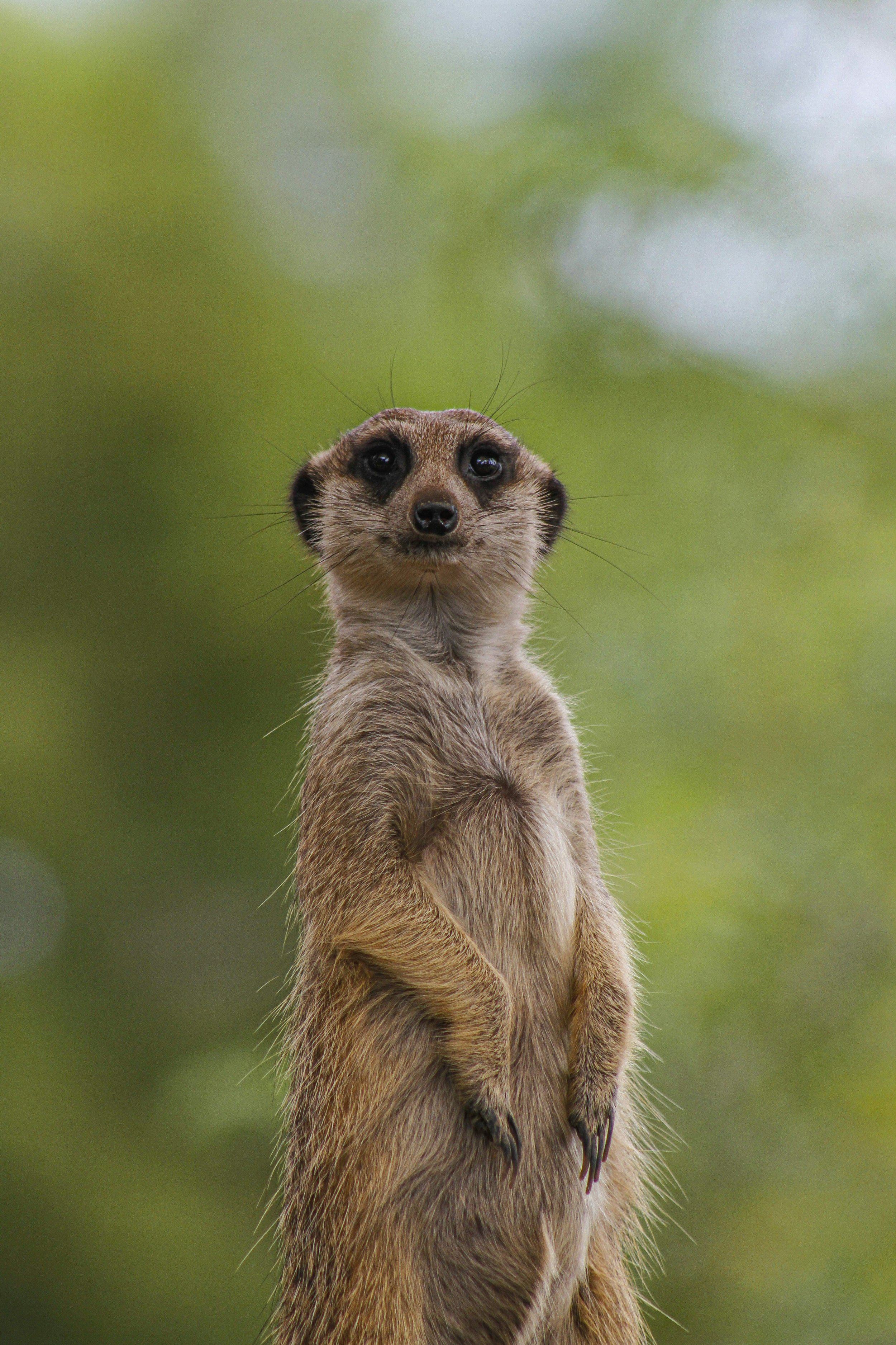 A close-up of a meerkat standing upright outdoors with a blurred green background.