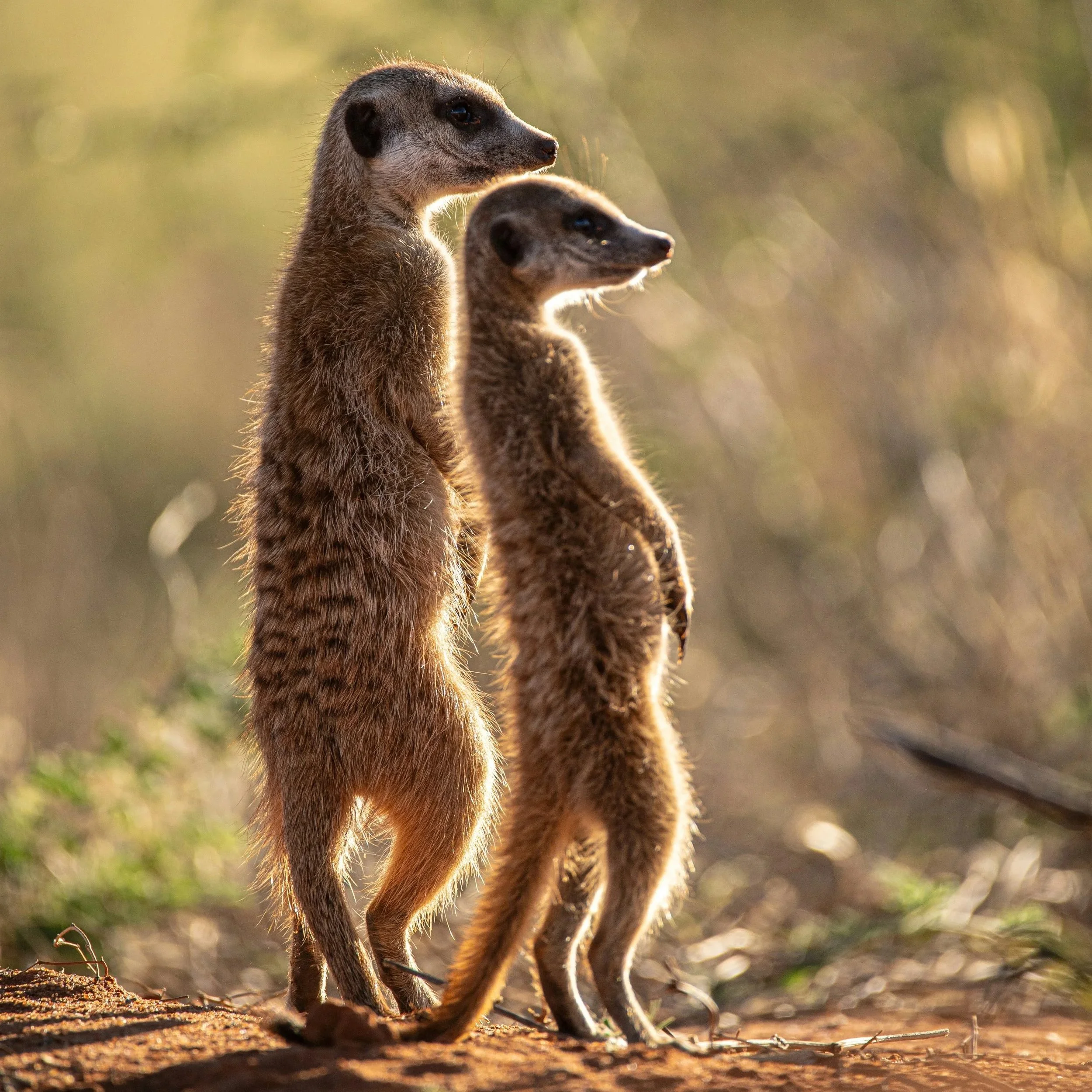 Two meerkats standing upright on the ground, with sunlight highlighting their fur against a blurred natural background.