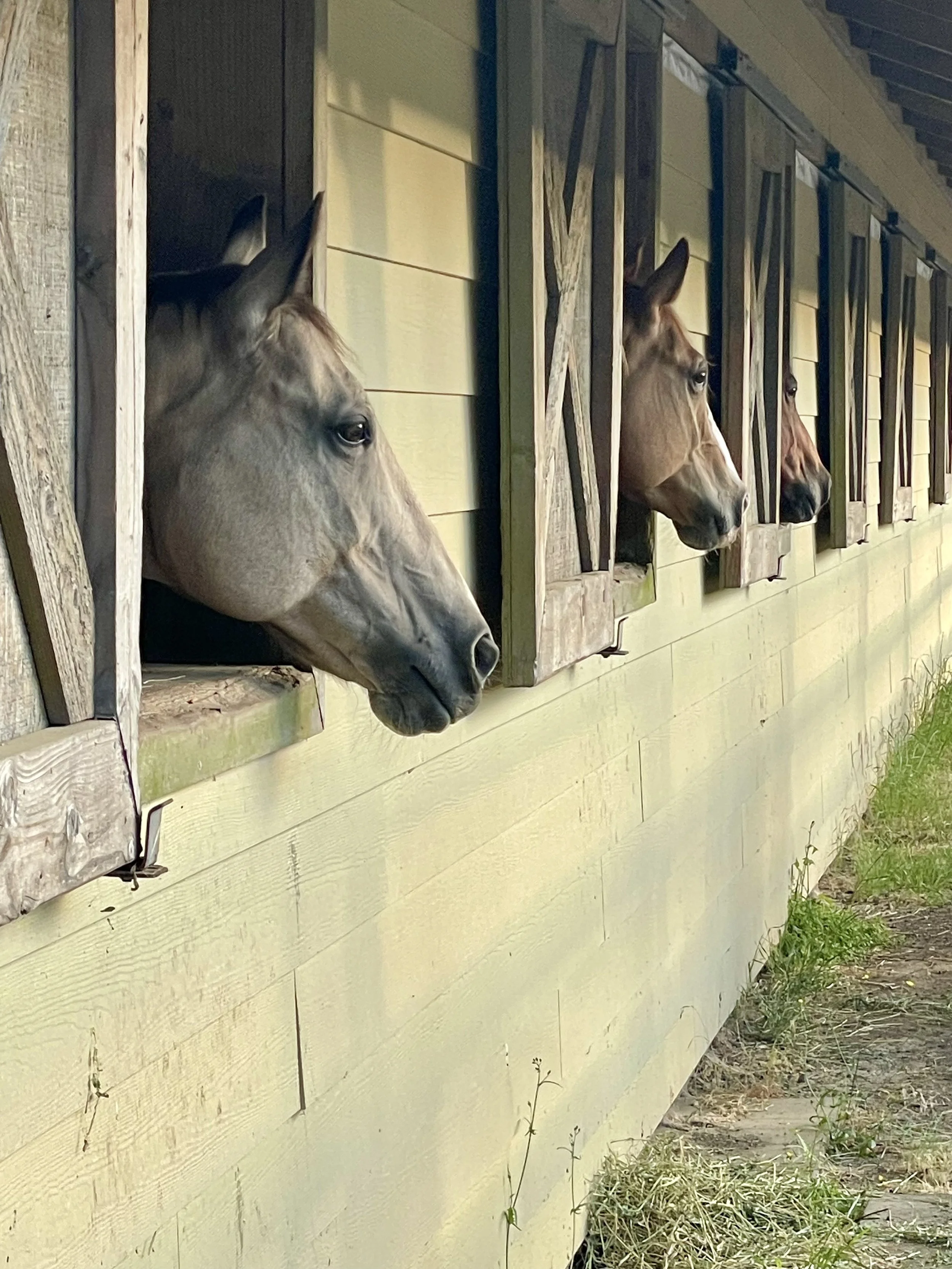 Three horses with light brown coats and dark manes poking their heads out of individual horse stalls in a stable, facing left.