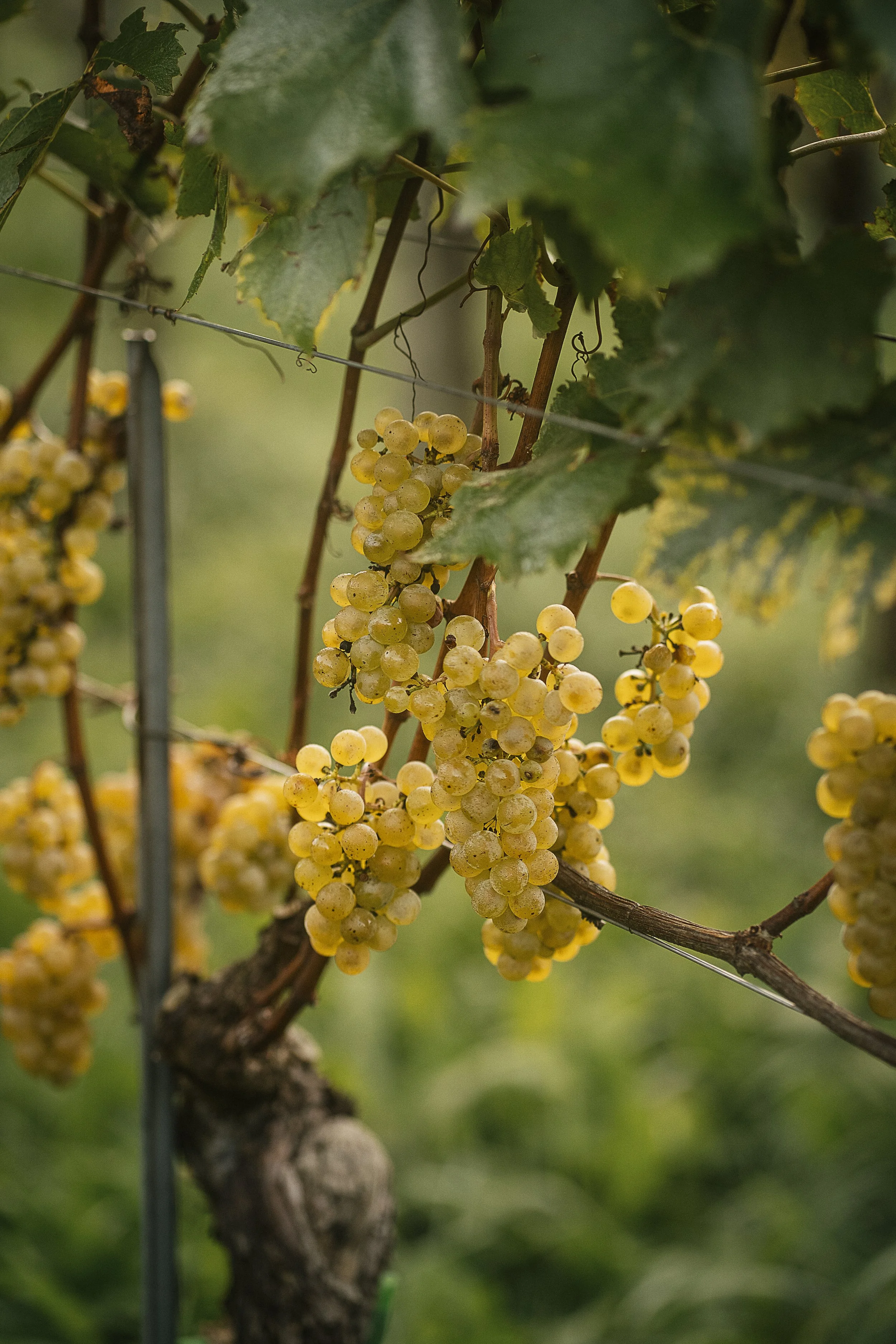 Grapes in November, Fläsch