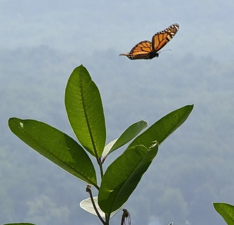 A monarch butterfly flying above green leaves against a cloudy sky.
