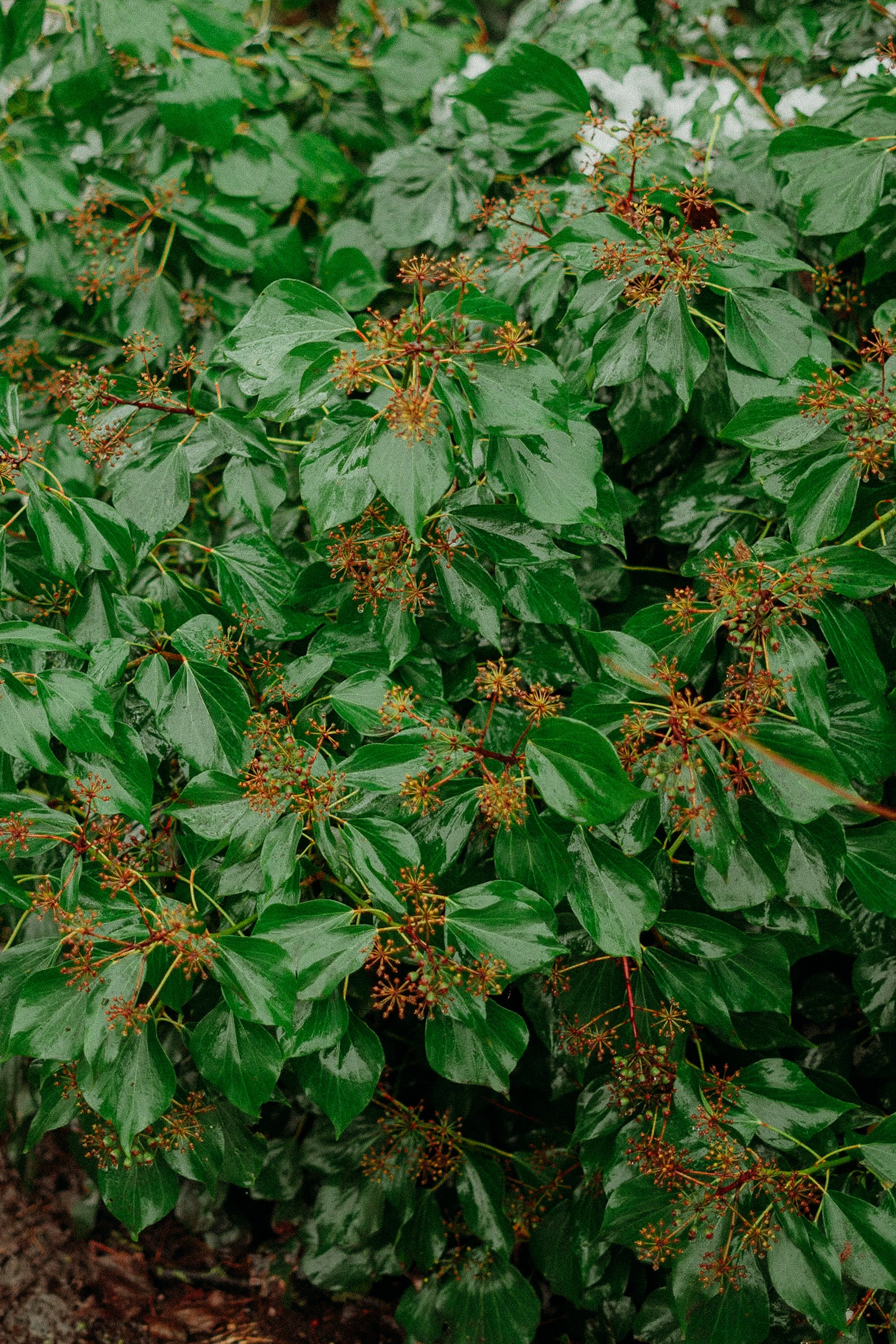 Foliage.jpg