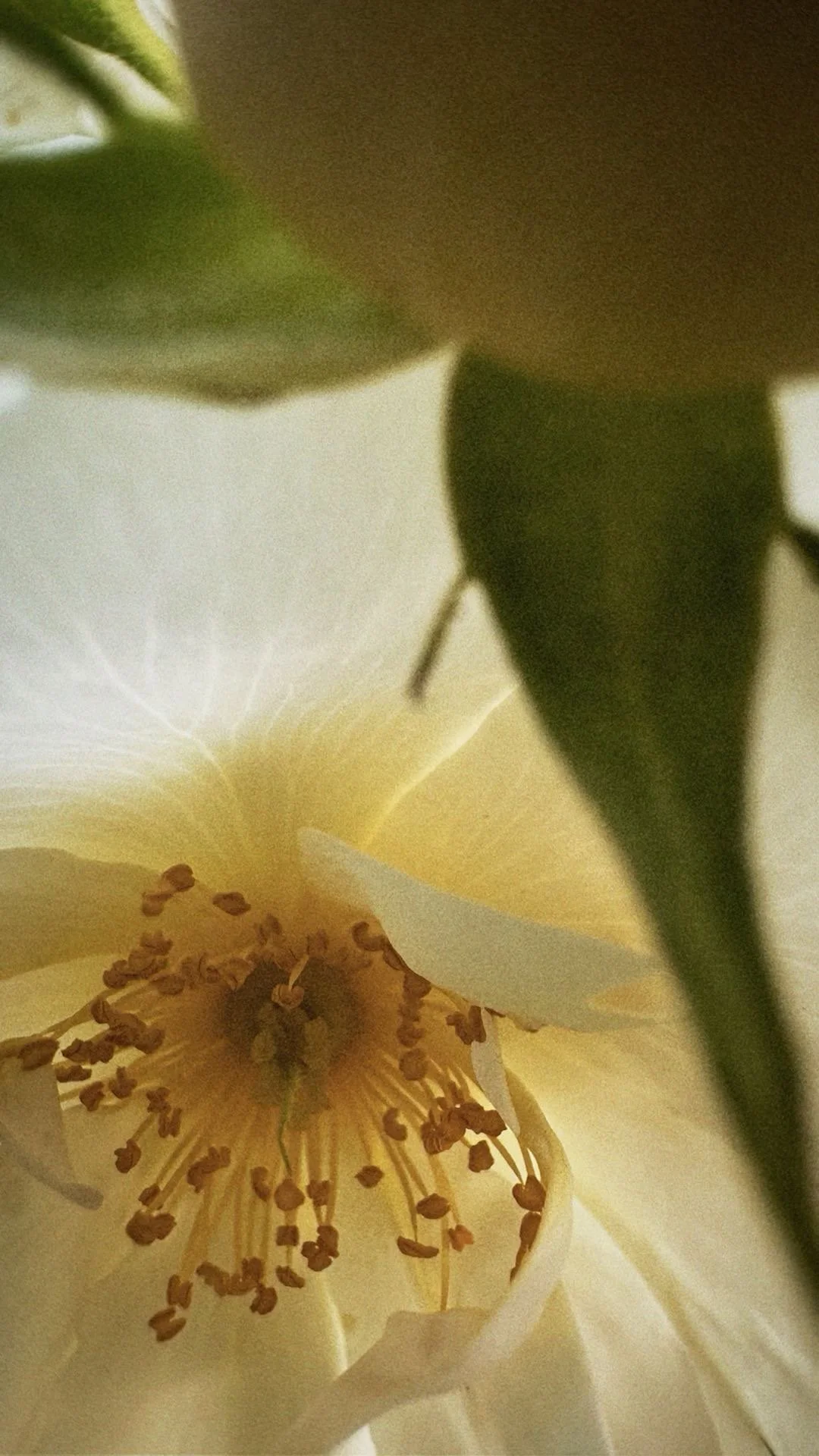Close-up of a cream-colored flower with prominent stamen and plentiful stamens at the center, surrounded by soft petals and a dark green leaf.