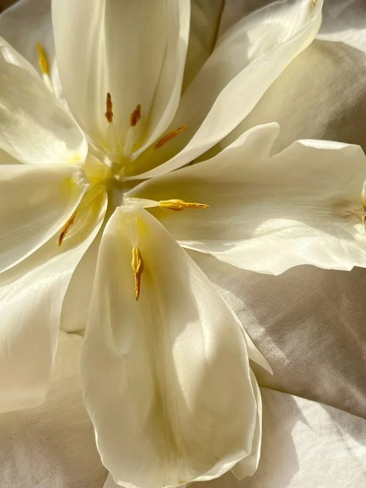 Close-up of white lily flower petals with yellow stamens.
