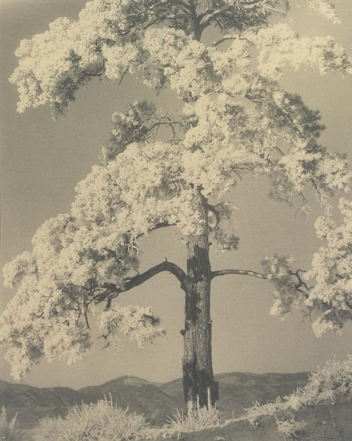 A tall tree with a twisting trunk and sprawling branches, set against a backdrop of distant mountains and a cloudy sky.