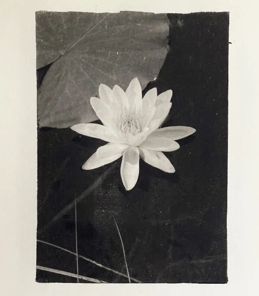 Black and white photograph of a water lily flower with large leaves in the background.
