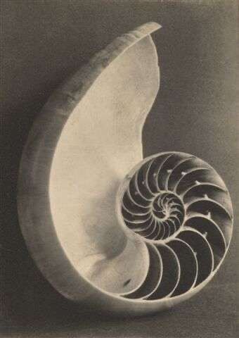 Black and white photograph of a seashell showing a spiral structure.
