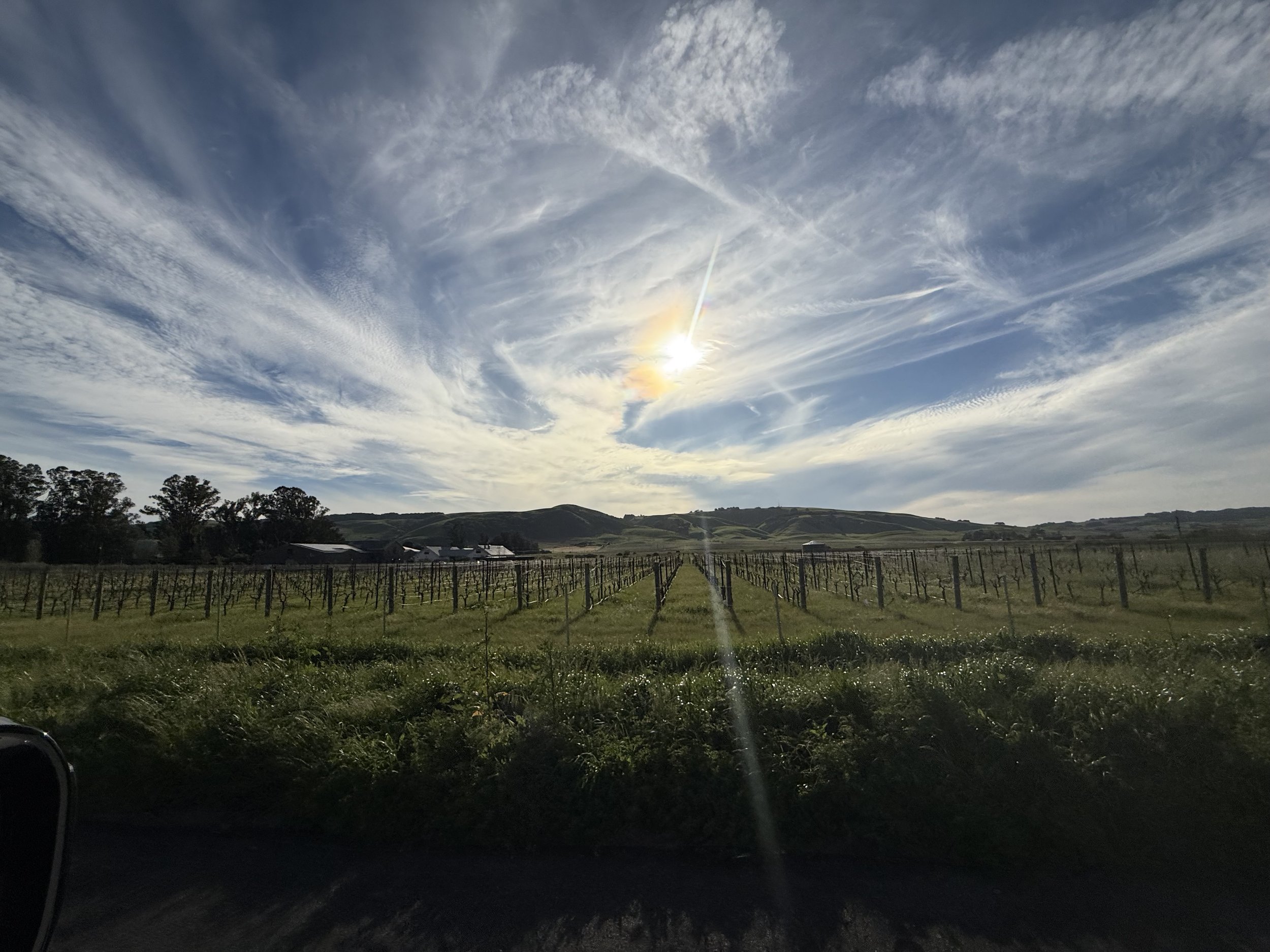 A scenic view of a vineyard with rolling green hills under a bright sky with clouds and the sun shining through.