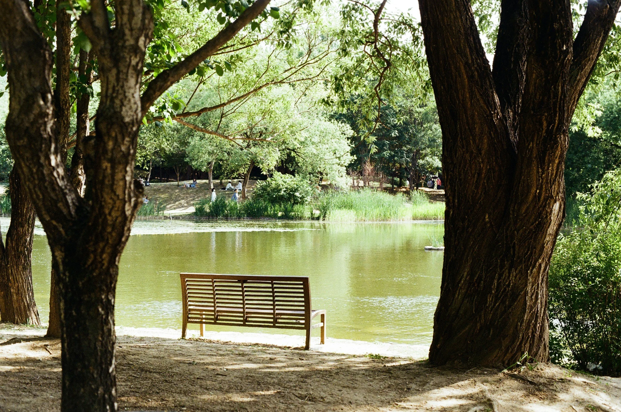 A wooden park bench facing a calm body of water, with large trees in the foreground and people walking and relaxing on the opposite shore in the background. Bright green leaves and shaded areas suggest a sunny day.