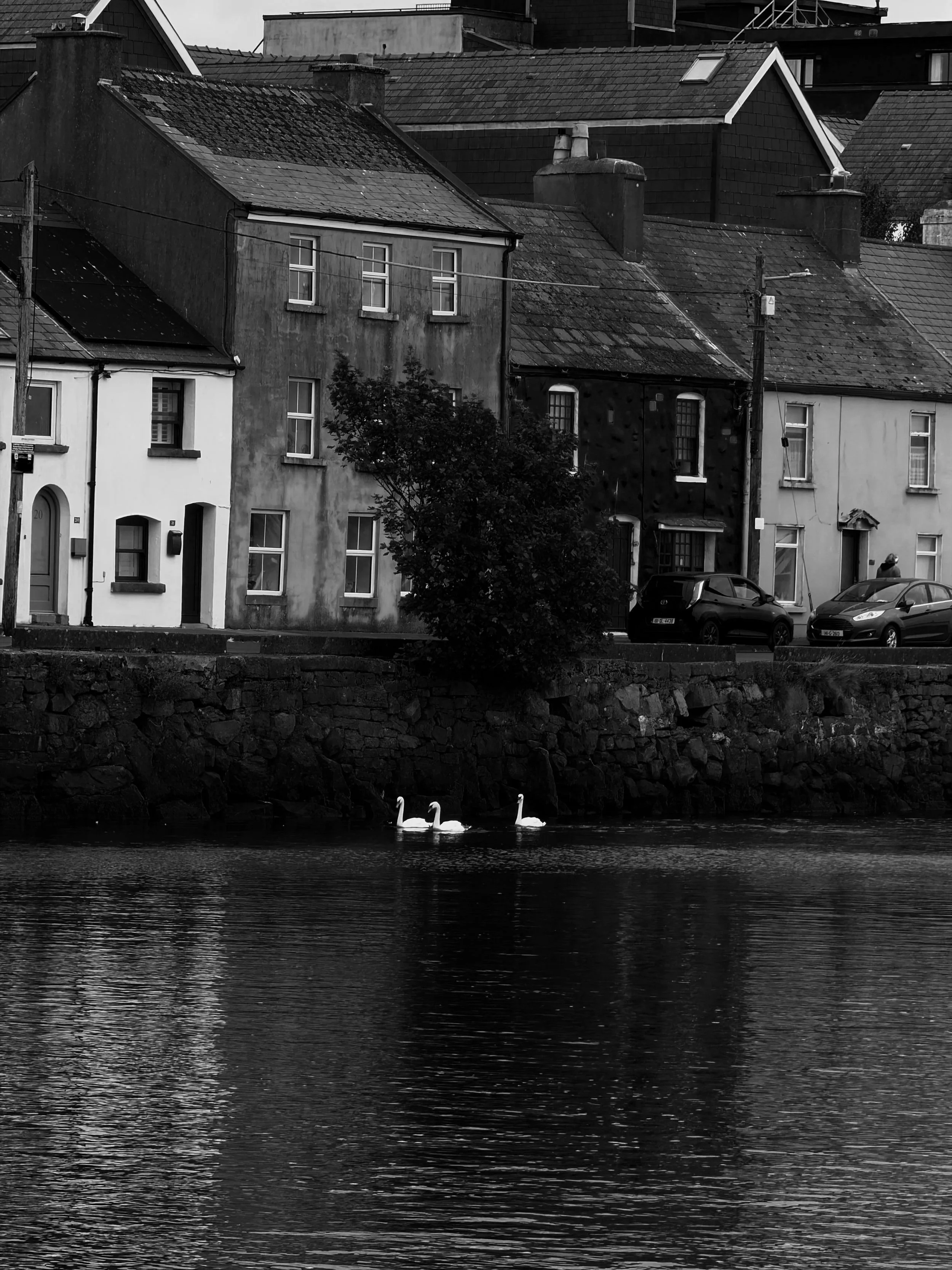 Black and white photo of houses along a waterfront with three swans swimming in the water.