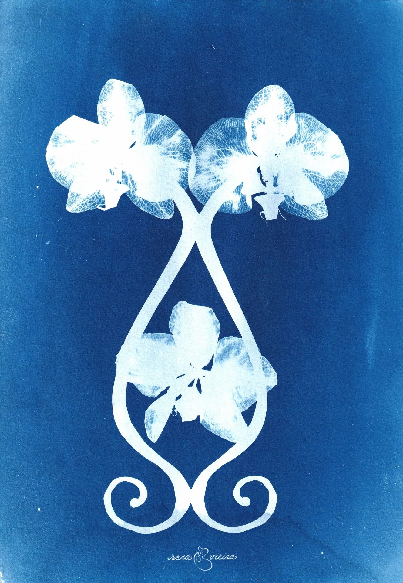 swirly orchids.jpg