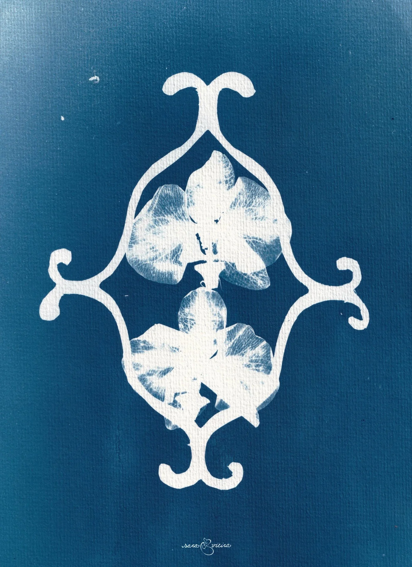 orchids in swirly frame.jpg