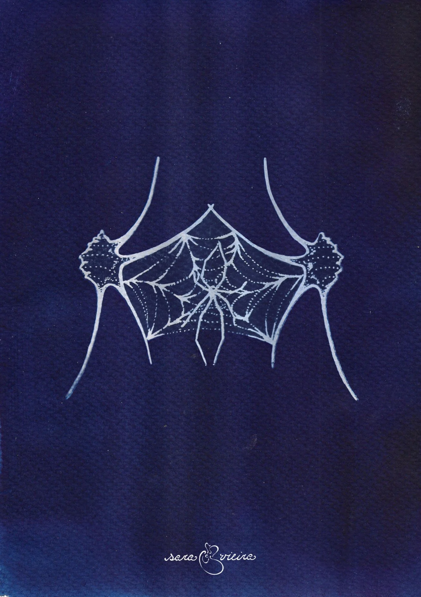 spider and shells.jpg