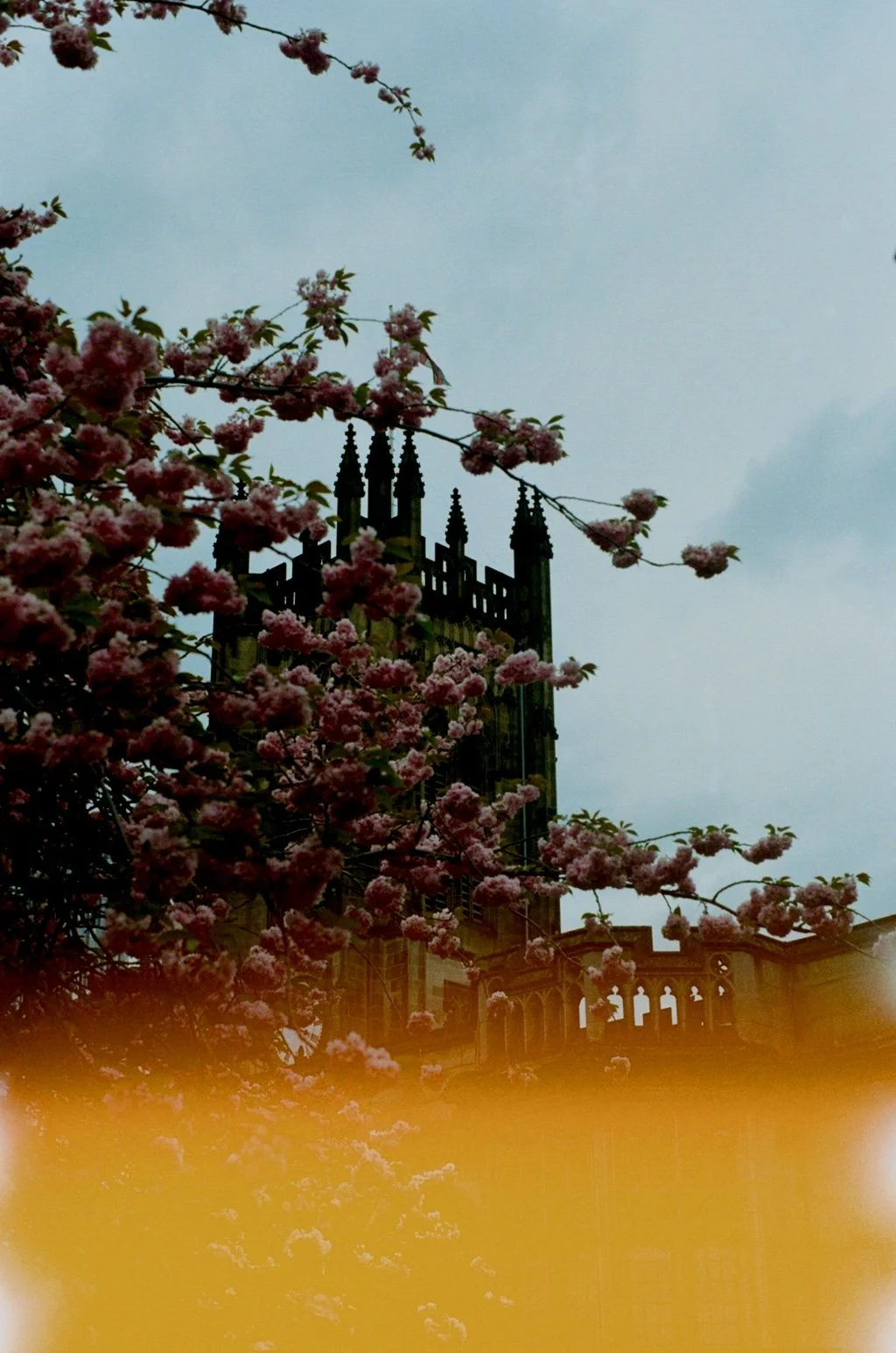 A church steeple with Gothic architectural details partly obscured by pink cherry blossom trees against a cloudy sky.