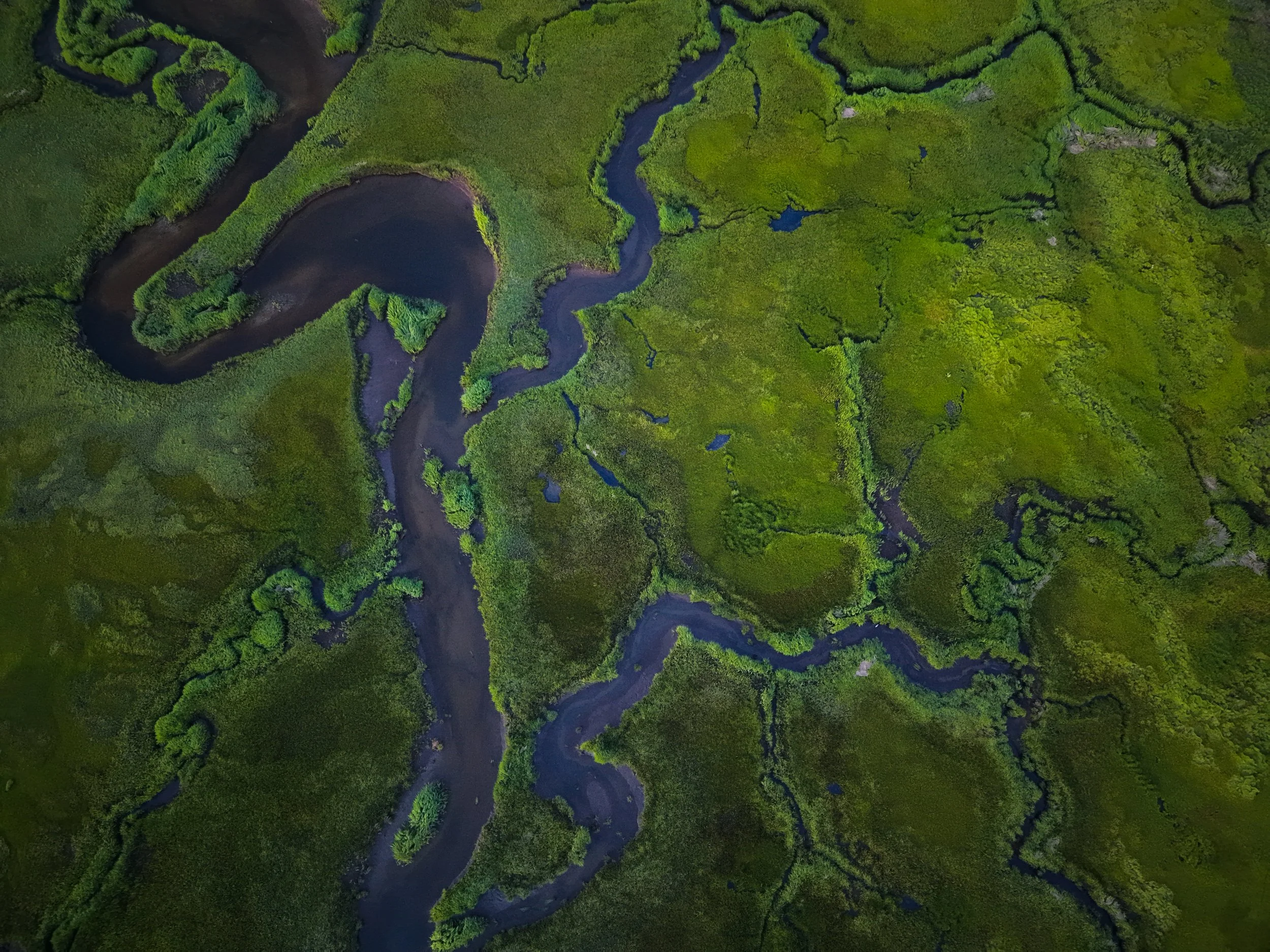 The Marsh