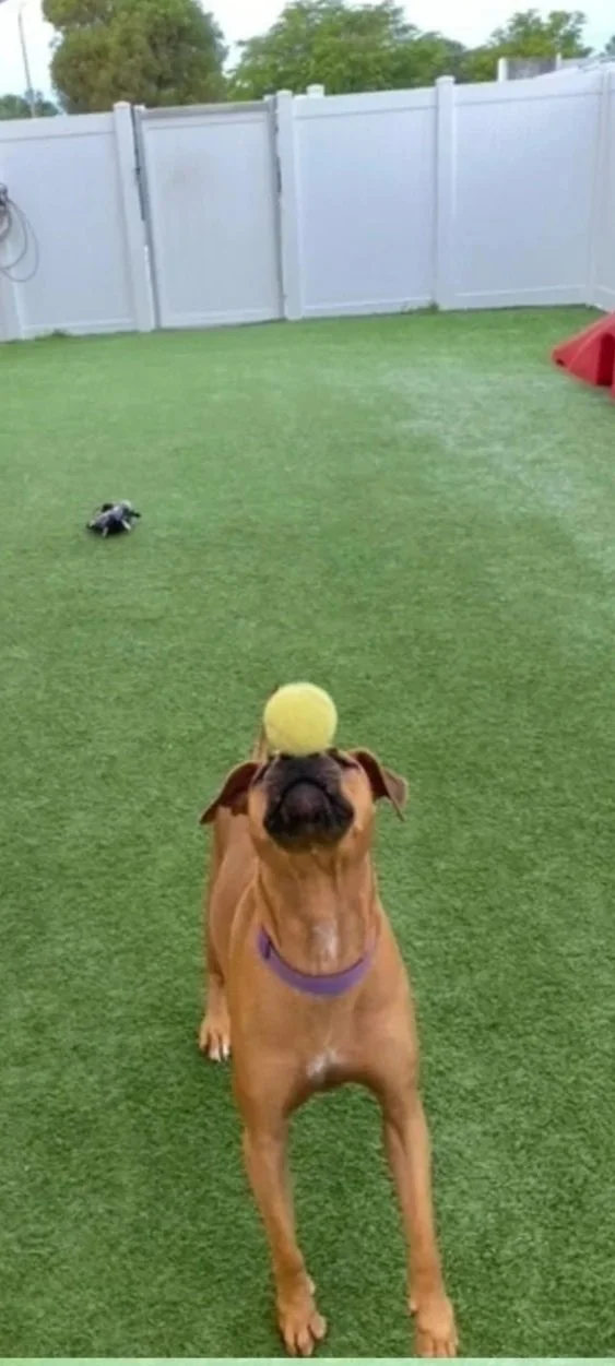 A dog with a tennis ball balanced on its face in a backyard with green grass, a white fence, and some trees in the background.