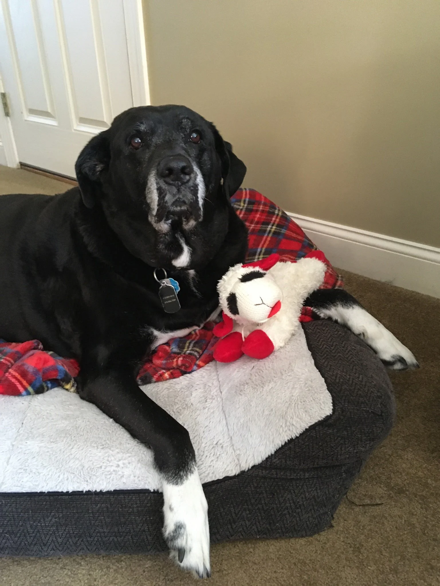 A large black dog with white markings on its face and paw, lounging on a pet bed with a stuffed animal toy. The dog has a calm expression and is indoors near a closed door and beige wall.