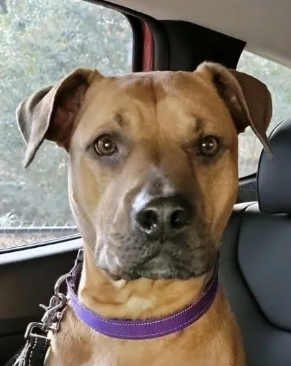 A tan dog with a purple collar sitting in the back seat of a car, looking at the camera.