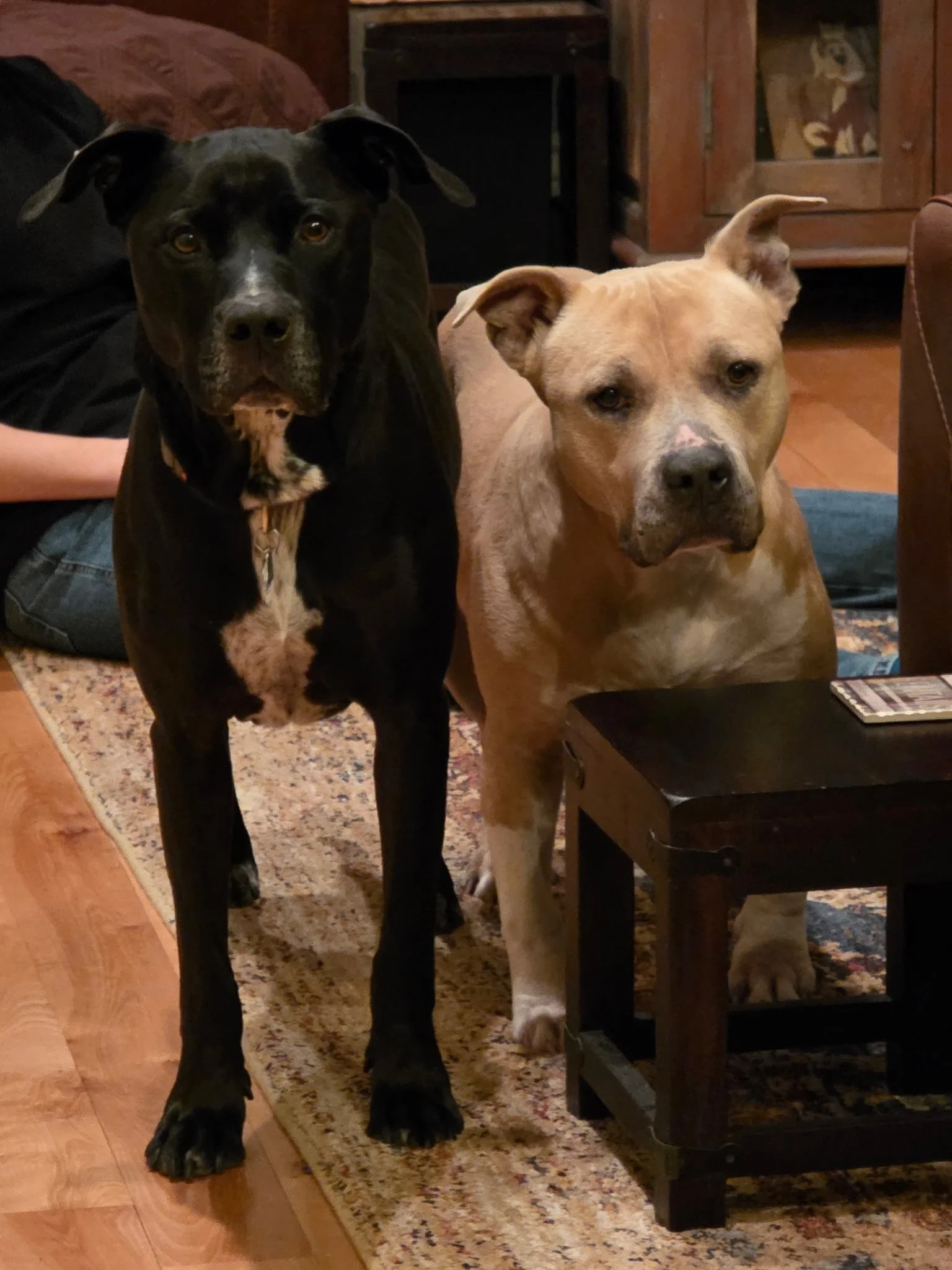 Two dogs, one black and one tan, are sitting indoors on a Persian-style rug next to a black wooden table. The black dog has a white patch on its chest and is looking directly at the camera, while the tan dog is resting its head slightly turned with a calm expression.