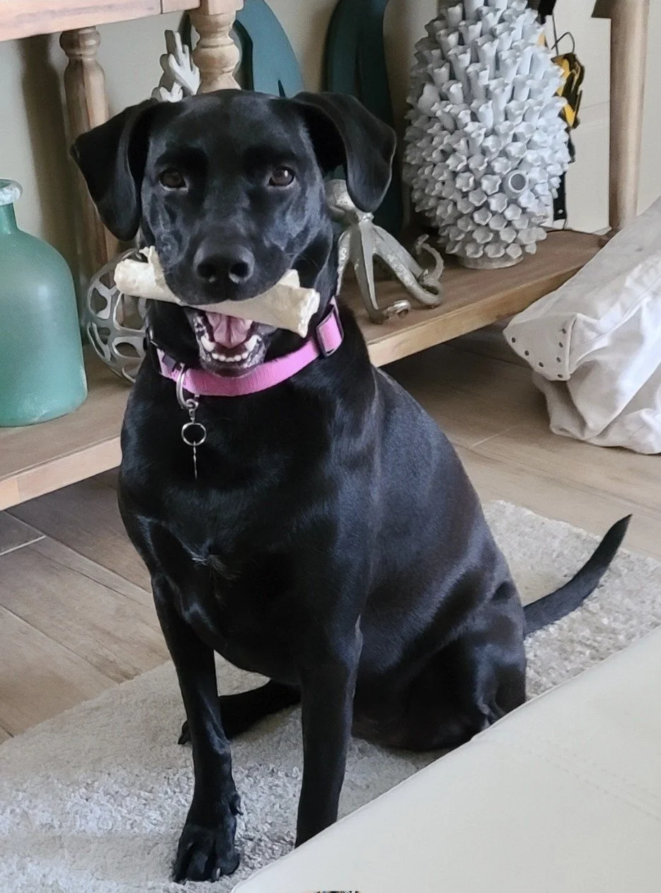 A black dog with a pink collar sitting indoors, holding a stick in its mouth, with a cluttered background including a wooden table, decorative items, and a white sailcloth.