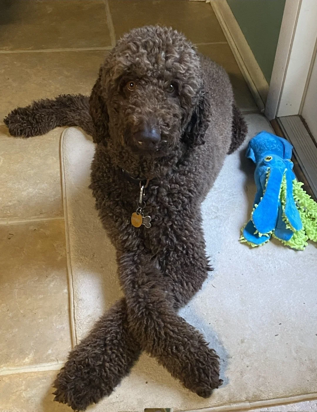 A curly-haired brown puppy sitting on a tiled and carpeted floor, looking up at the camera, with a blue plush toy shaped like an octopus nearby.