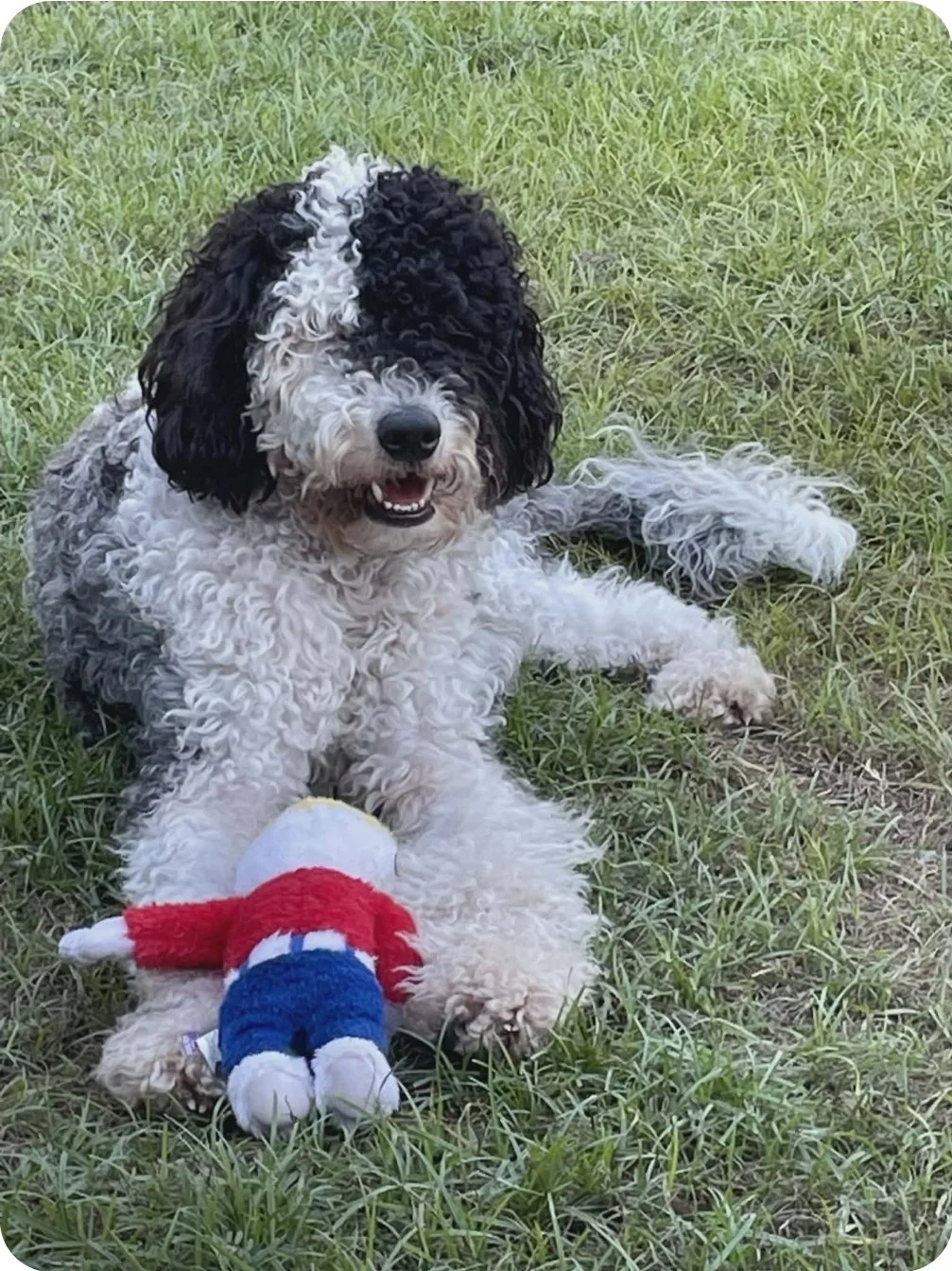 A fluffy black and white curly-haired dog lying on green grass with a plush Santa Claus toy in front of it.