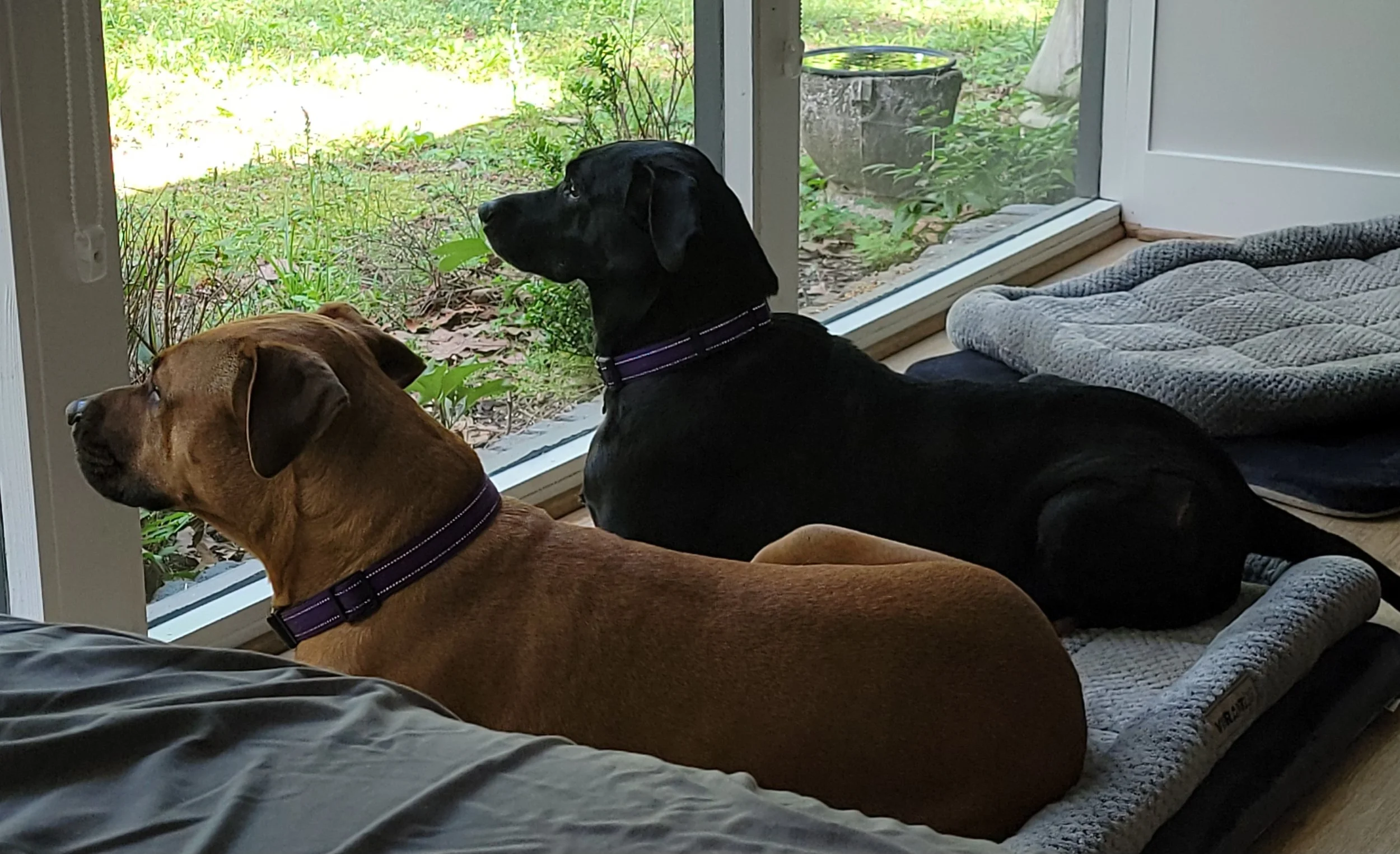 Three dogs resting inside near a glass door, looking outside to a green outdoor area, one tan and two black, laying on a blanket.