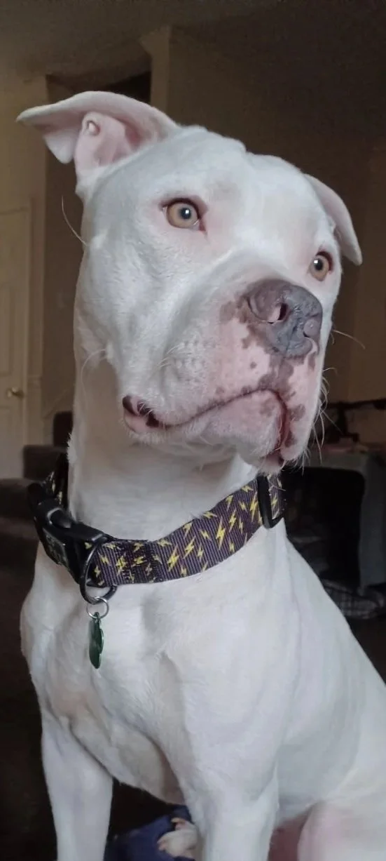 Close-up of a white dog with light-colored eyes, wearing a black collar with yellow lightning bolt patterns, sitting indoors with a background of furniture.