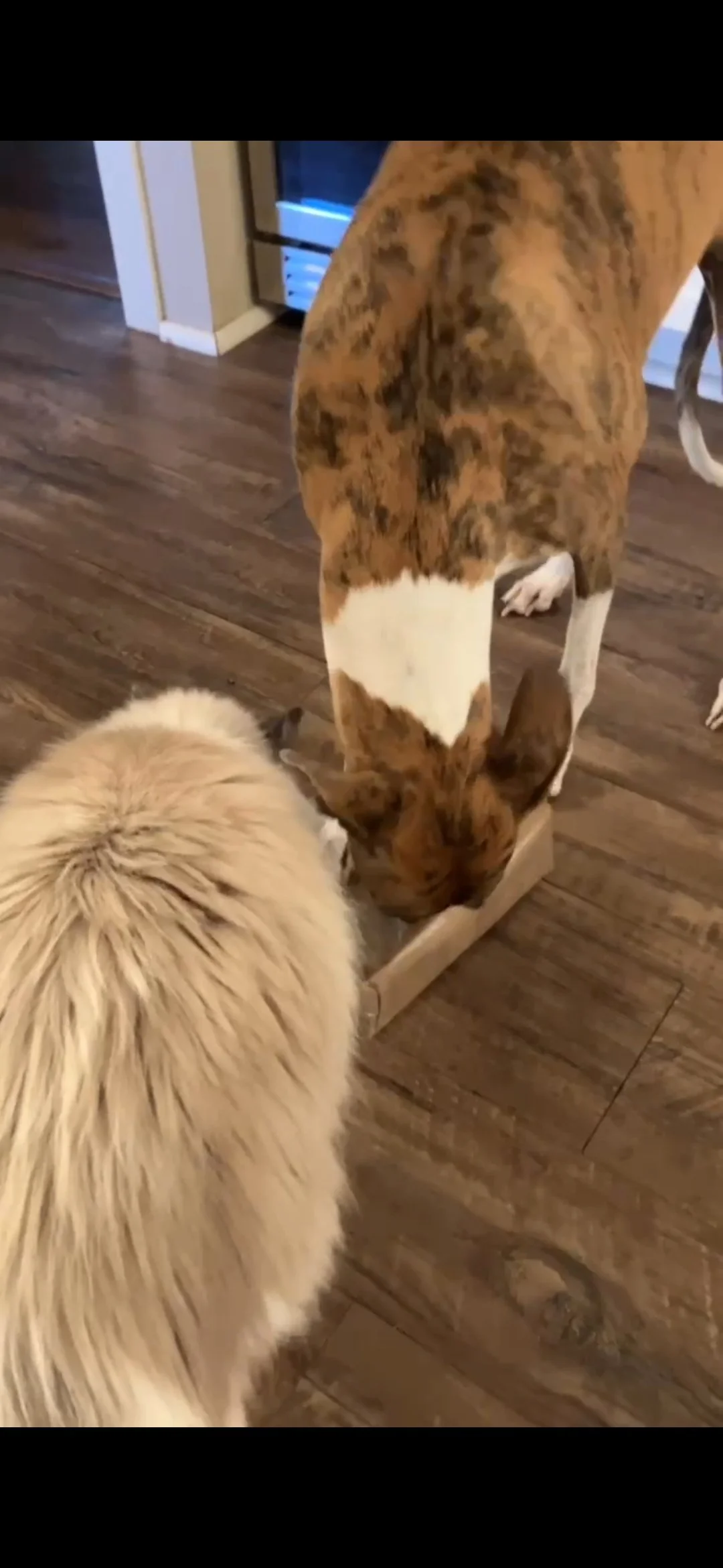 A brindle dog and a fluffy dog sharing a food dish on a wooden floor in a home.