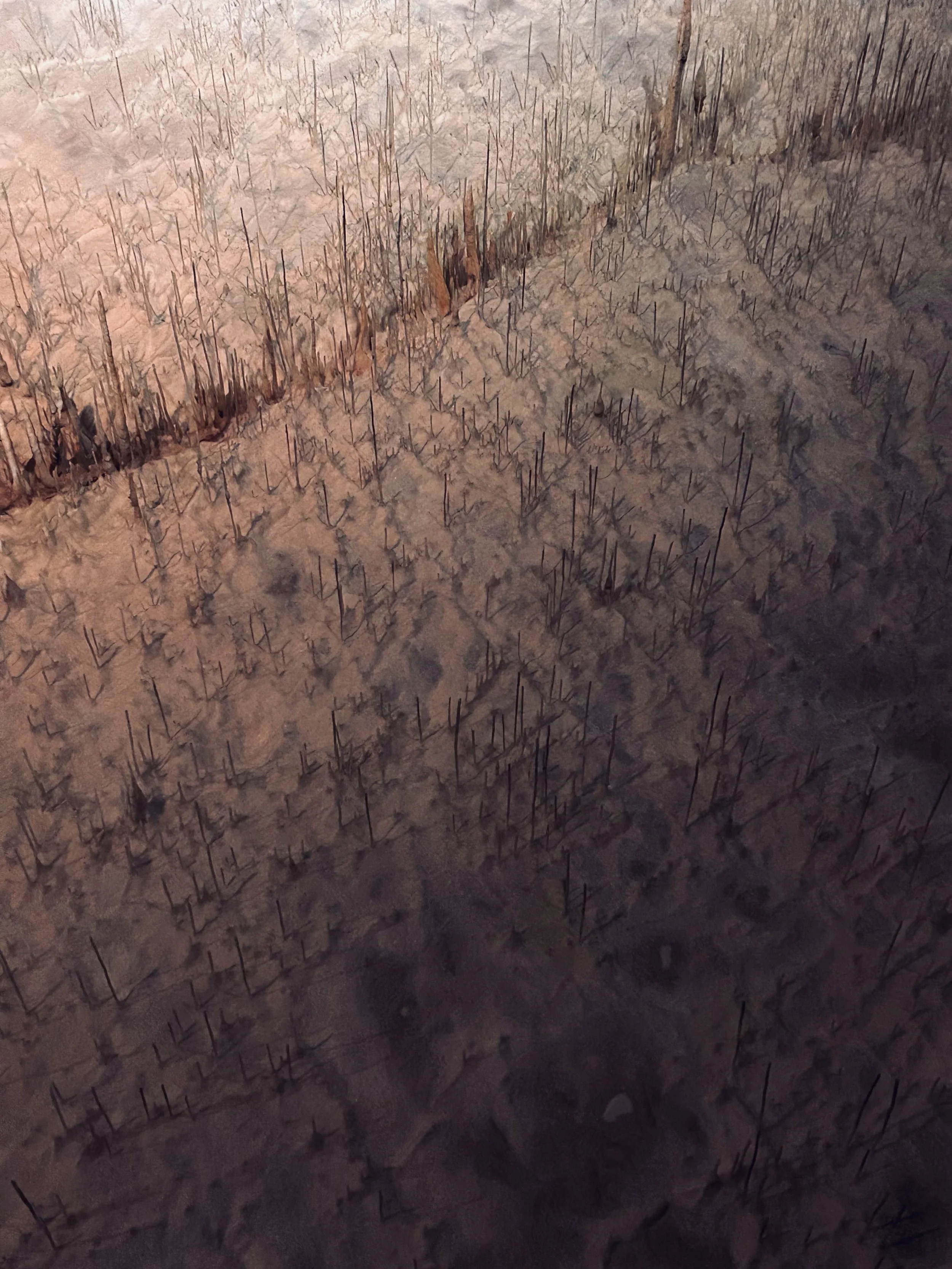 Burned earth with charred plant remains and blackened soil.