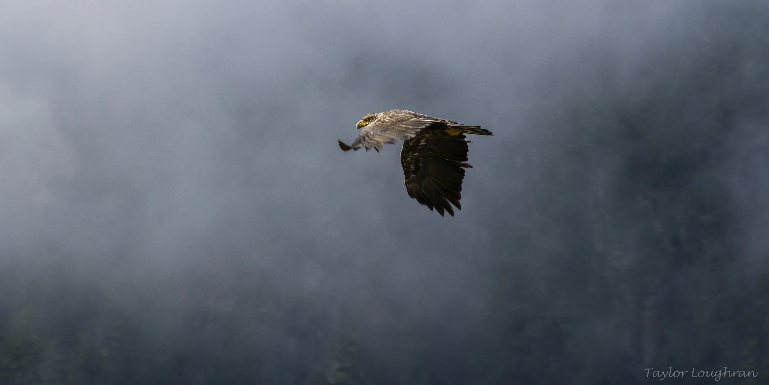 bears_birds copy.jpg