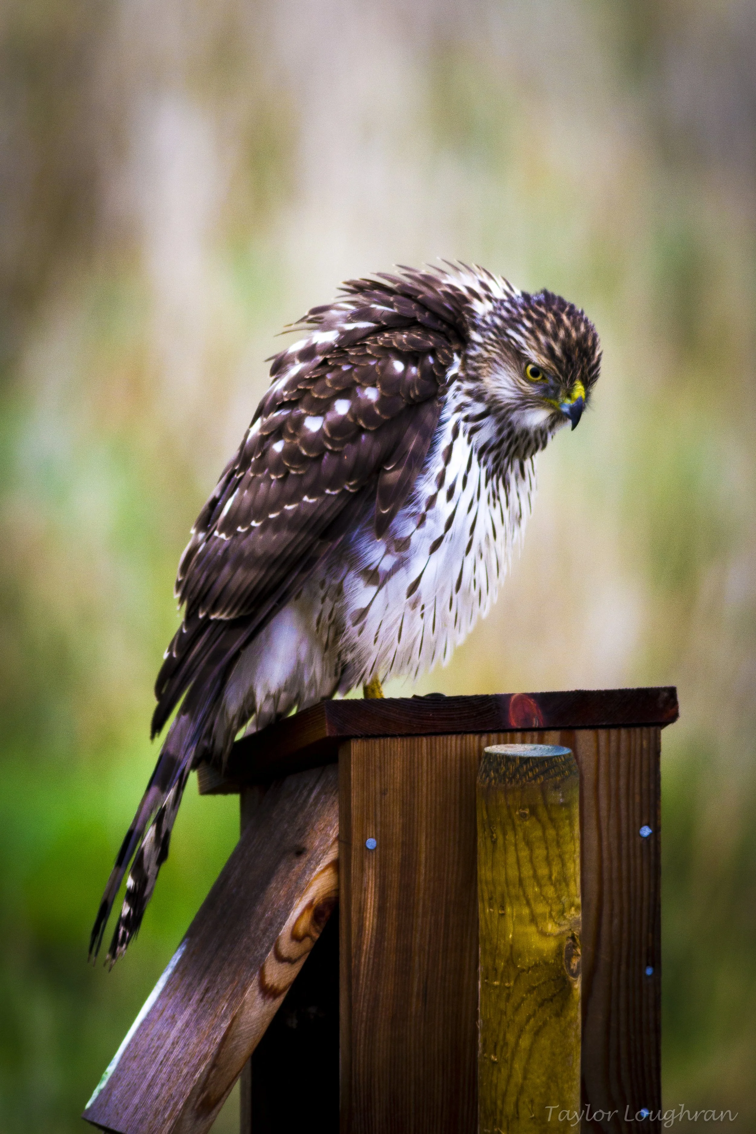 Falcon_.jpg