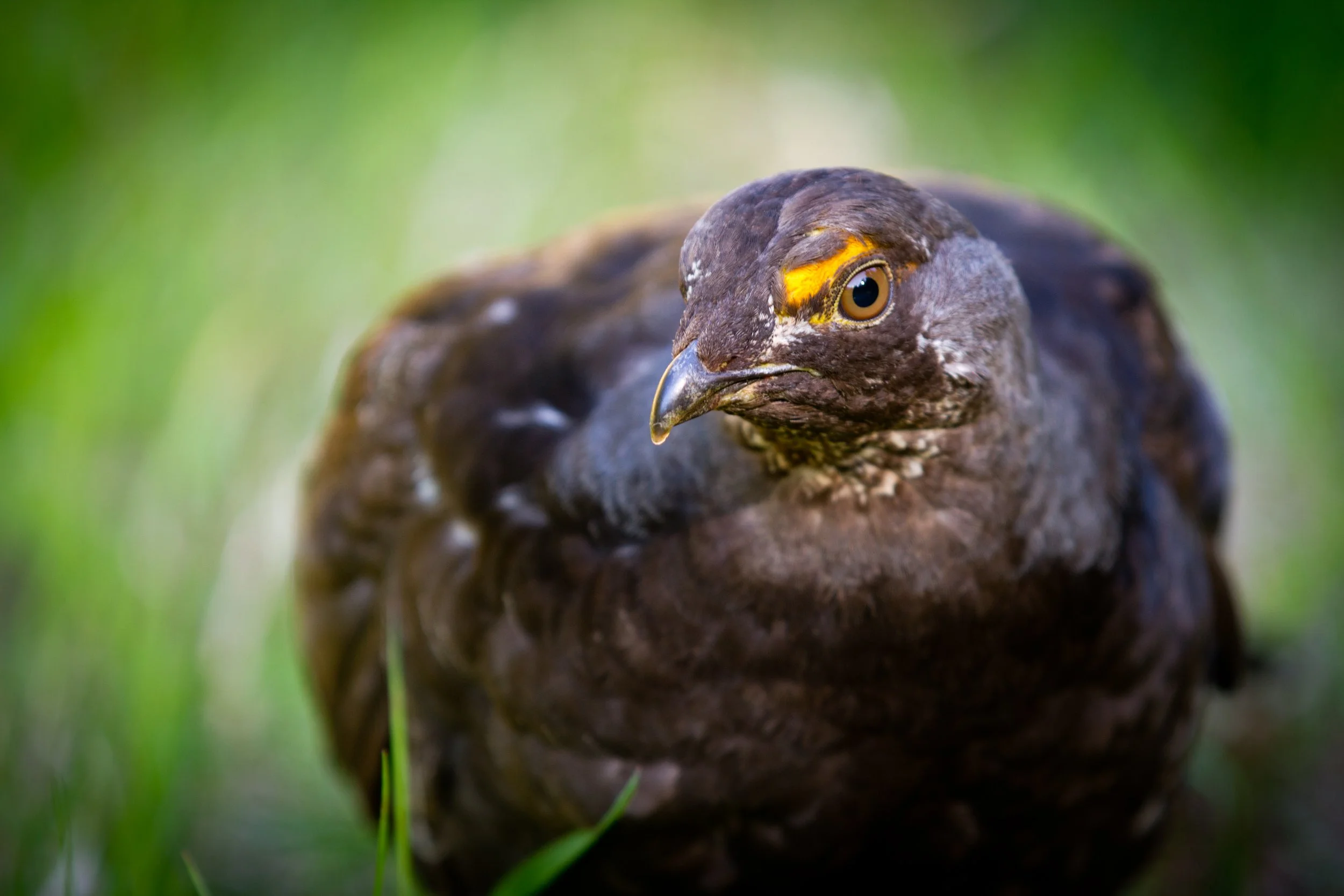 birds_adventure_center-2.jpg